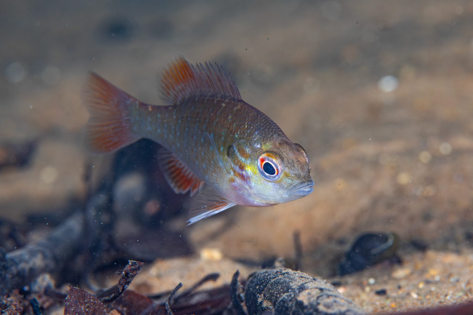Lepomis sp.
