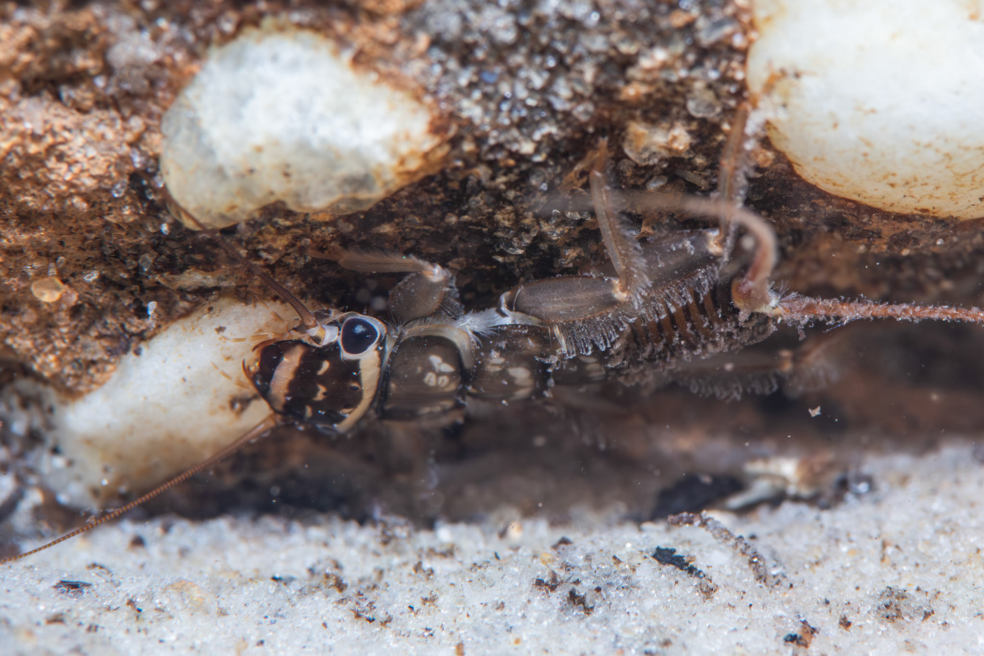 Common Stonefly (Acroneuria abnormis)