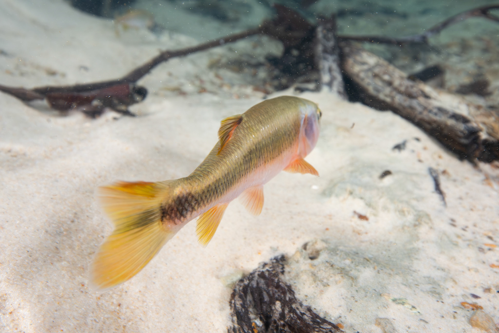 Dixie Chub