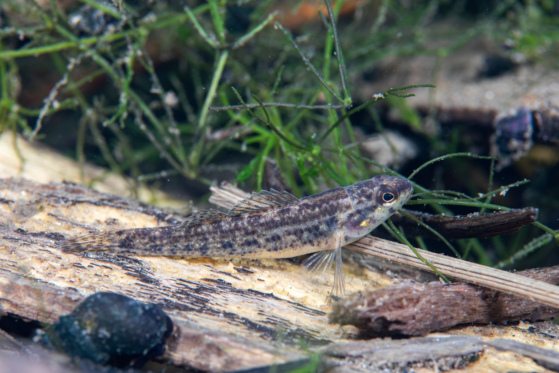 Watercress Darter