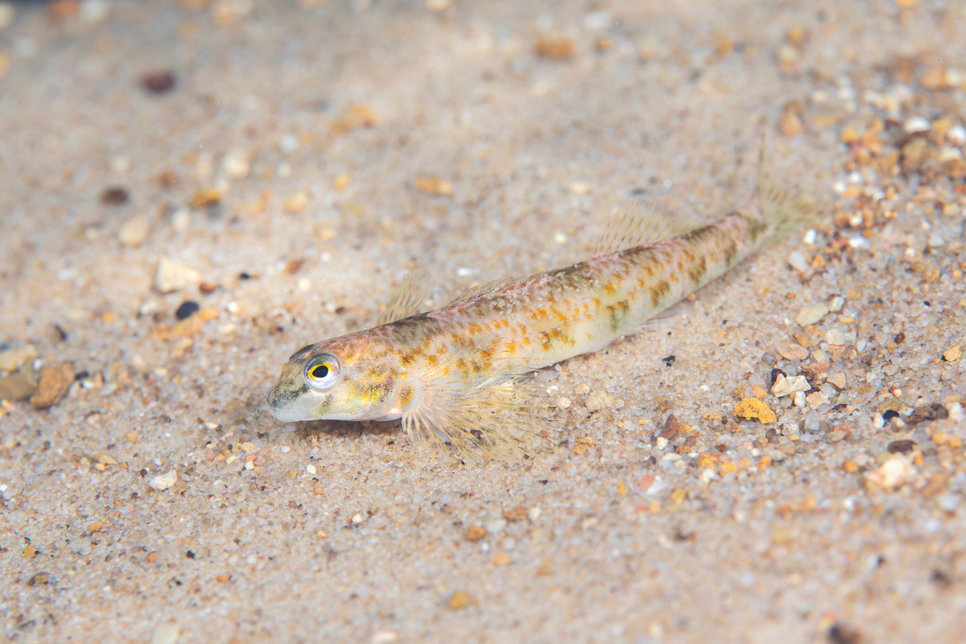 Rock Darter