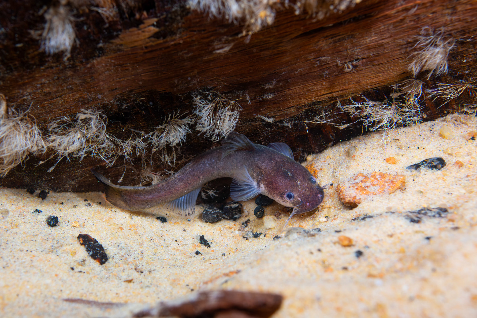 Speckled madtom (Noturus leptacanthus)