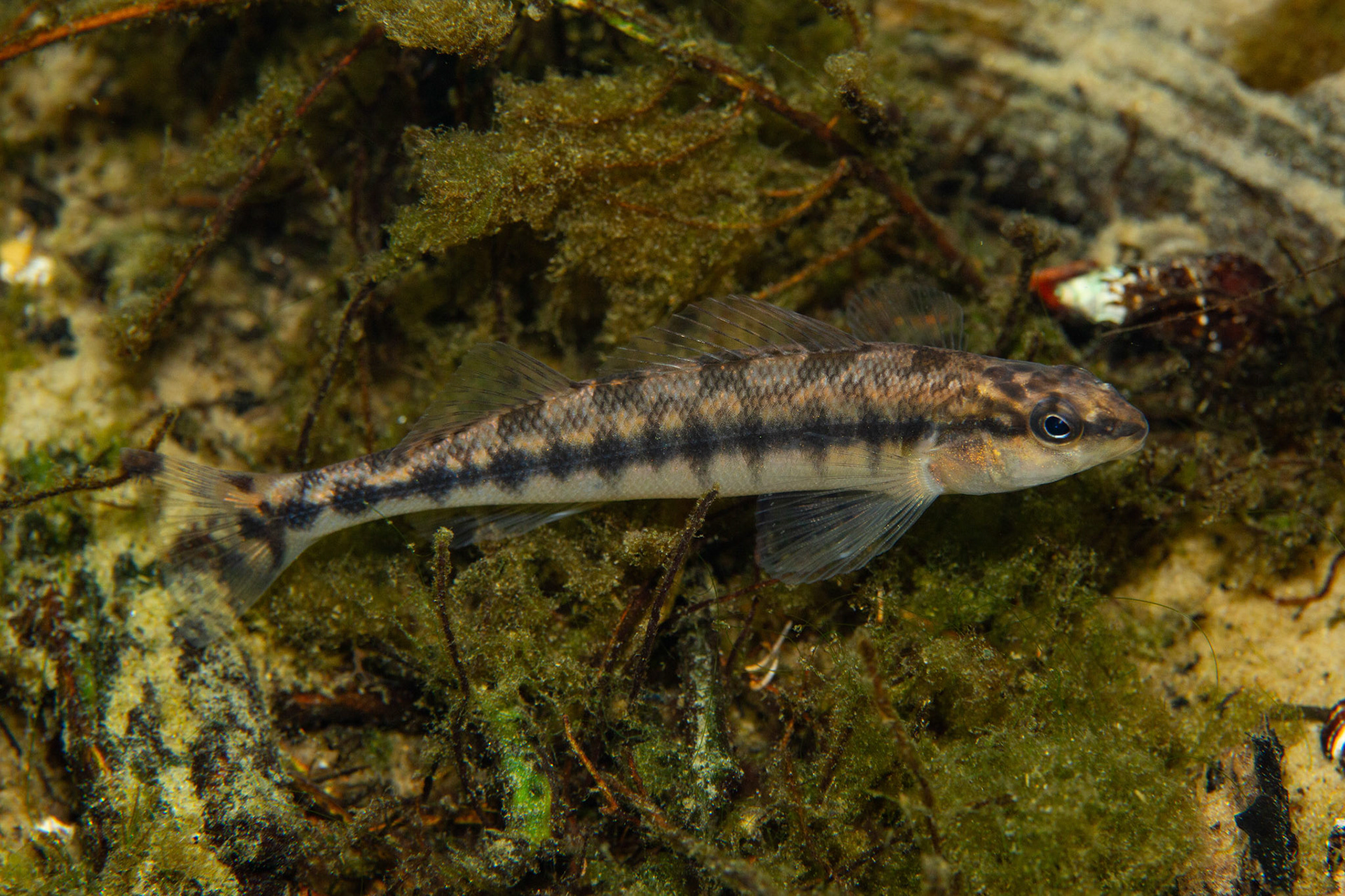 Blackbanded Darter