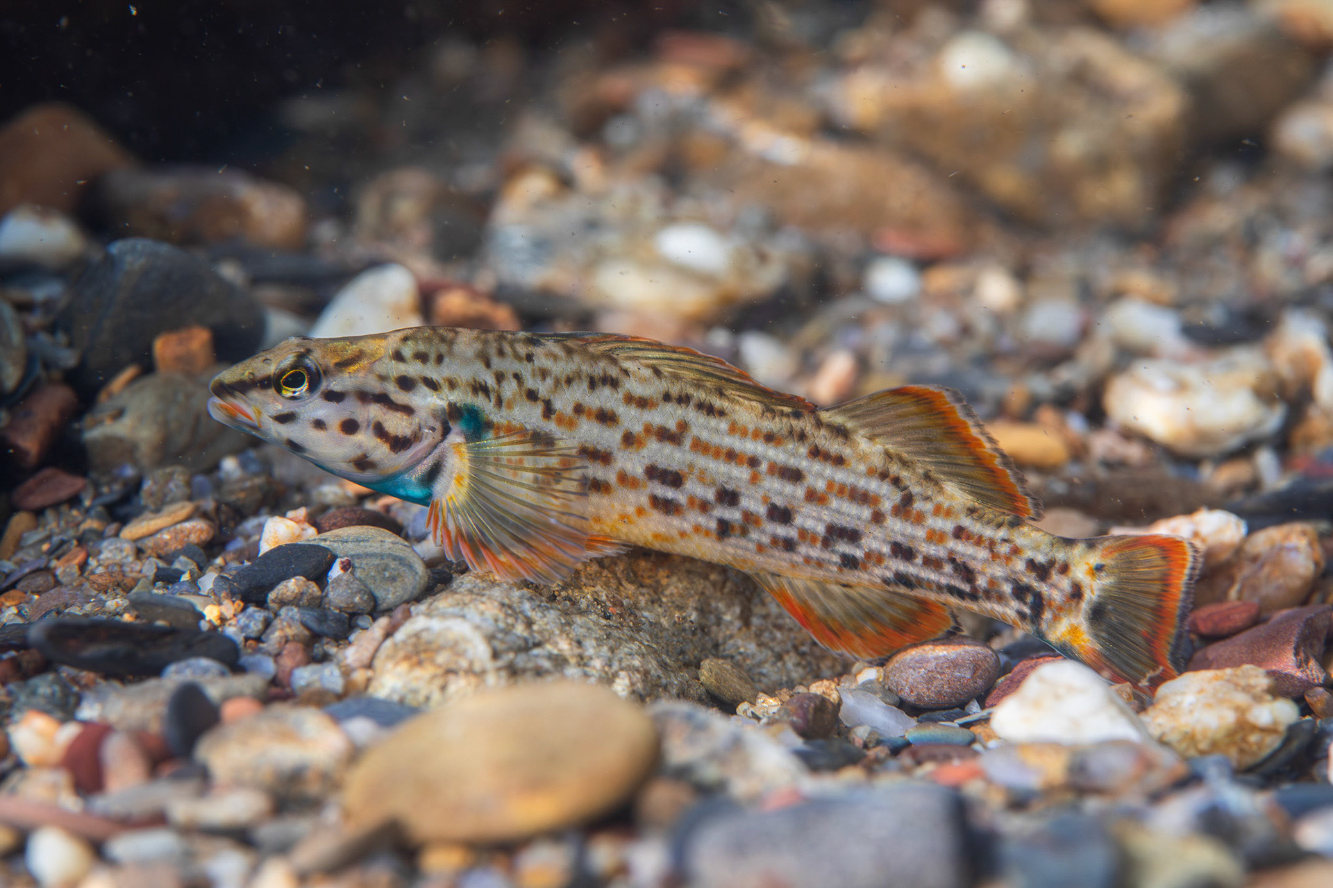 Redline Darter