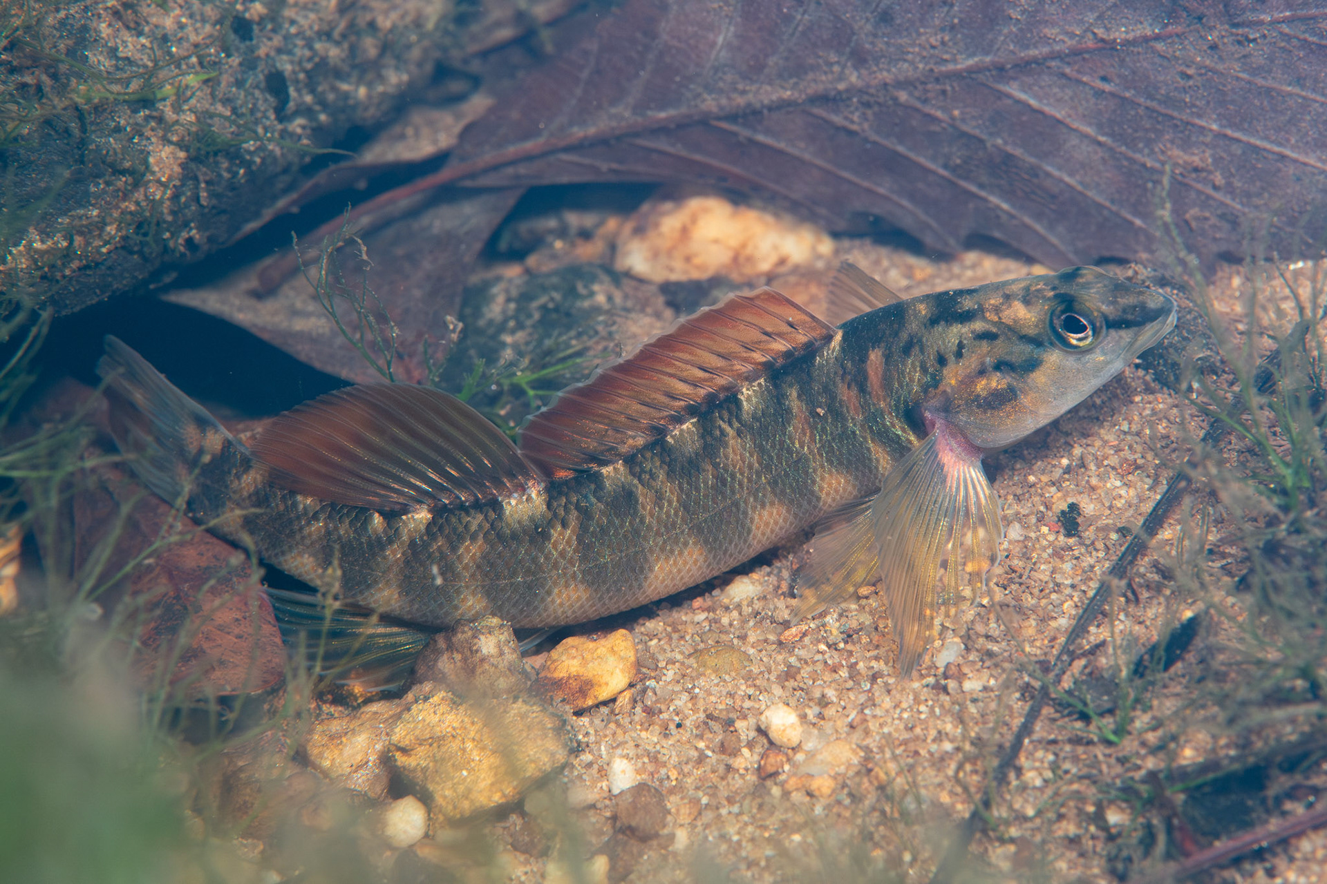 Bronze Darter