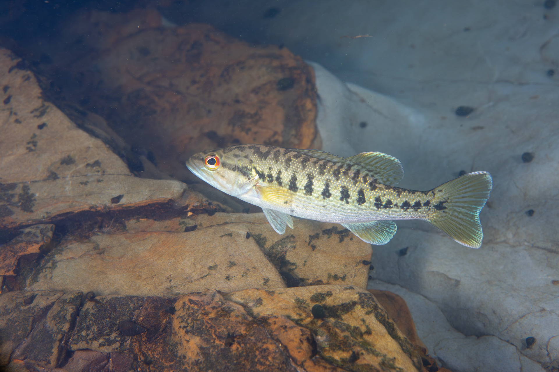 Warrior Bass (Micropterus warriorensis)