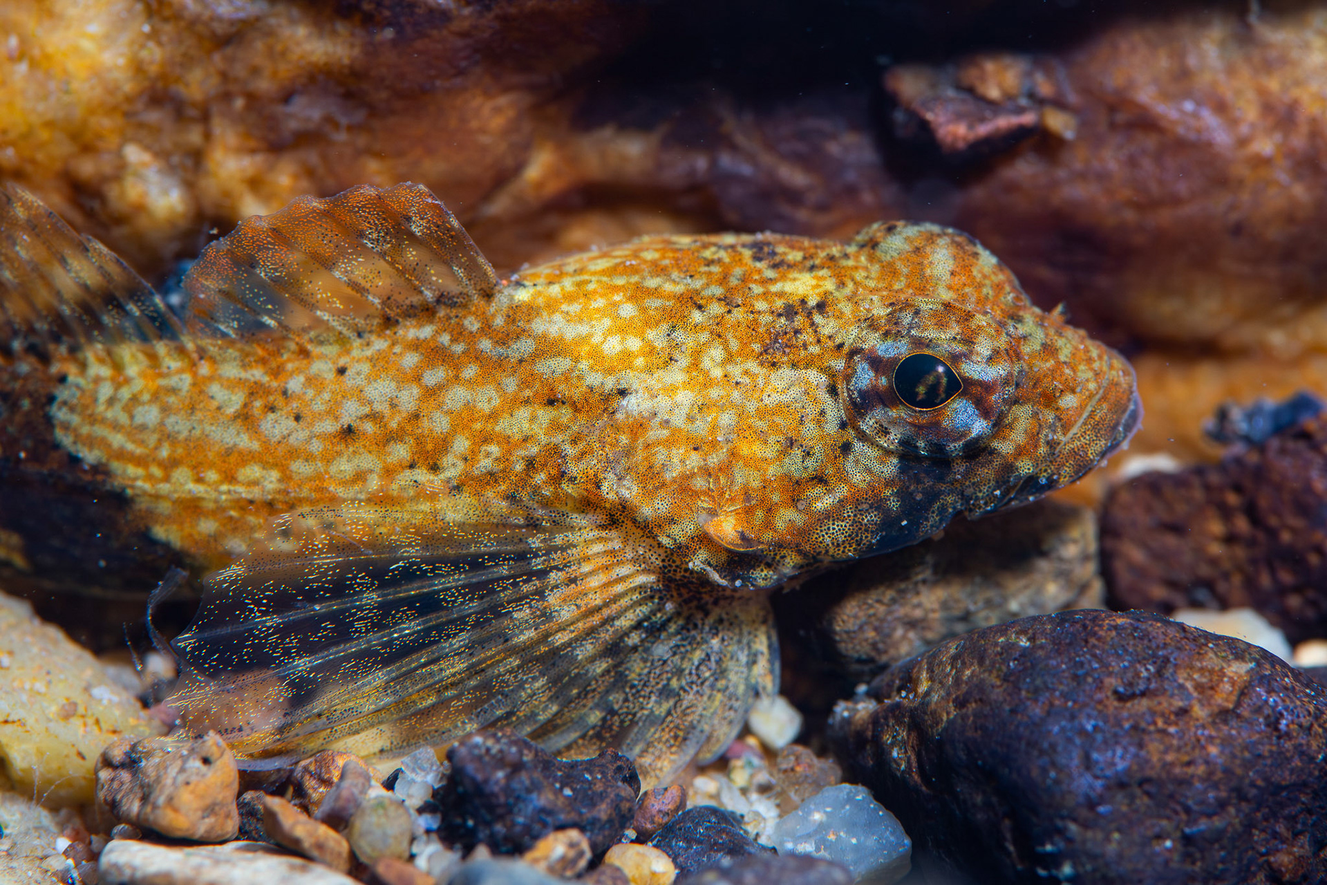 Banded Sculpin