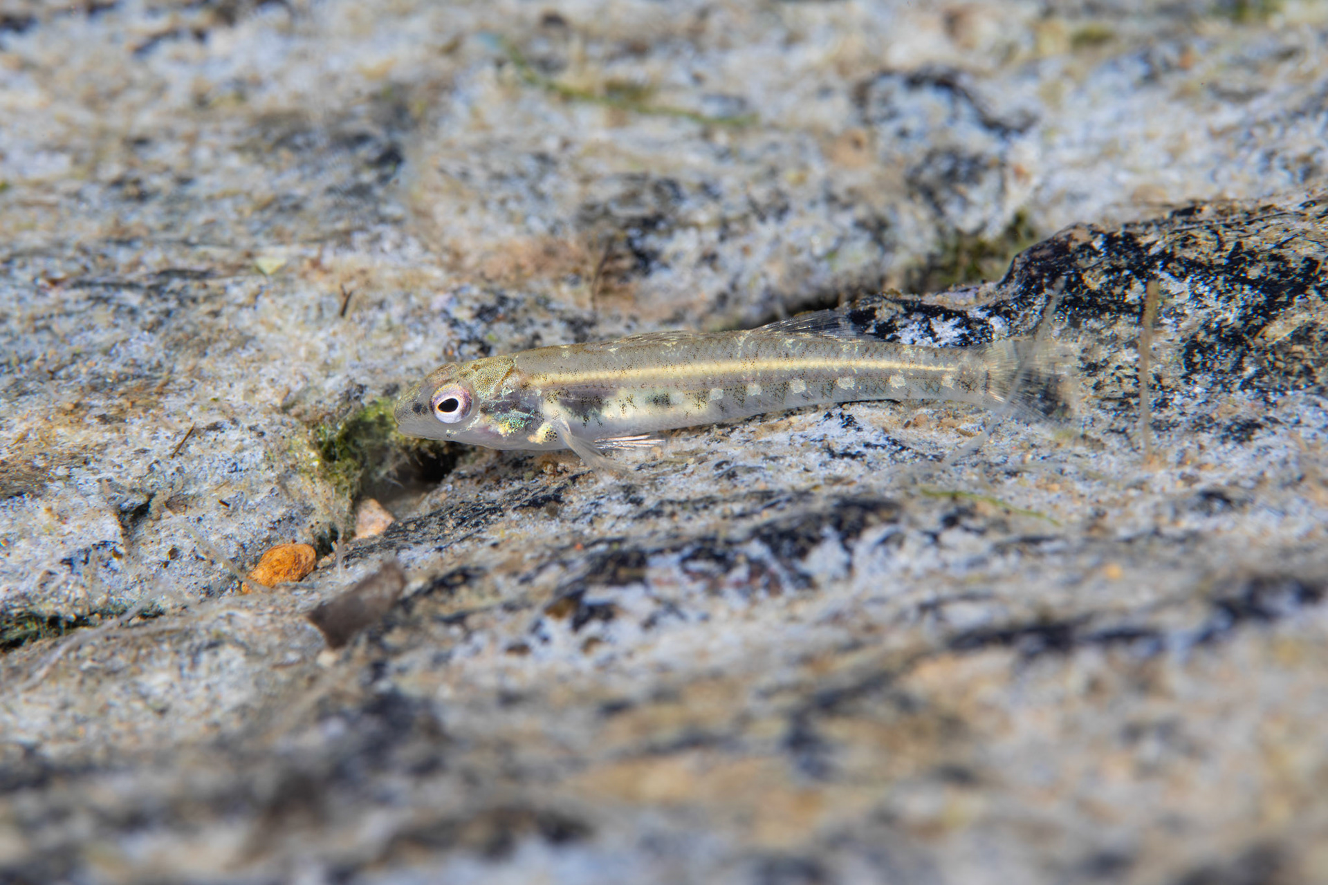 Coosa Darter