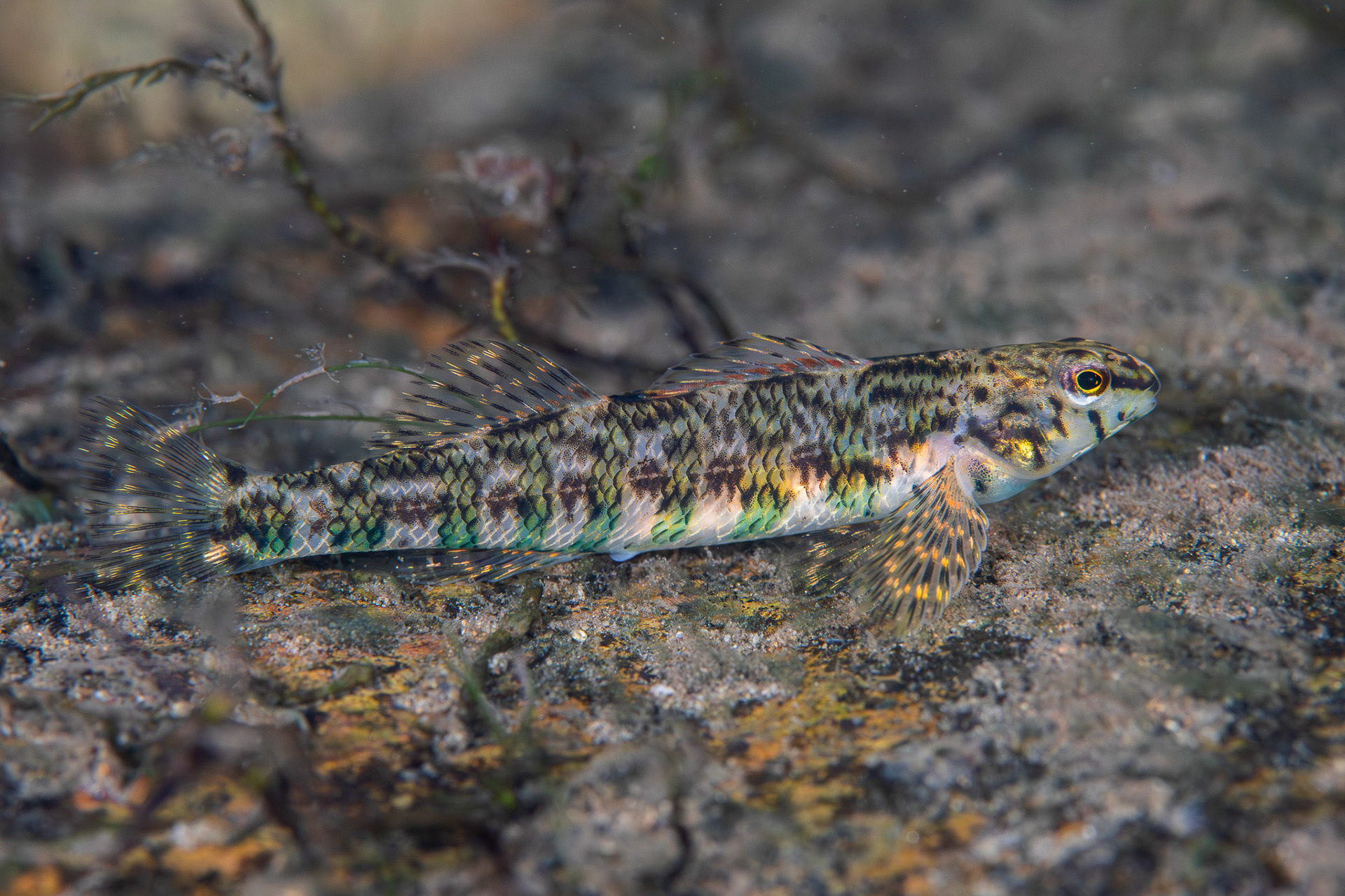 Greenside Darter
