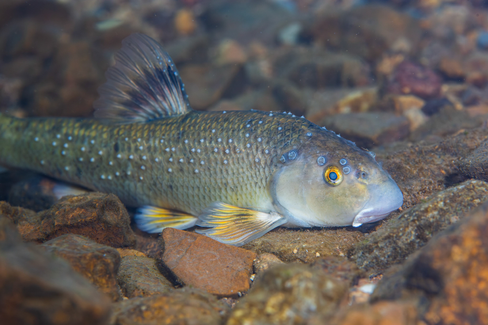 Largescale Stoneroller (Campostoma oligolepis)