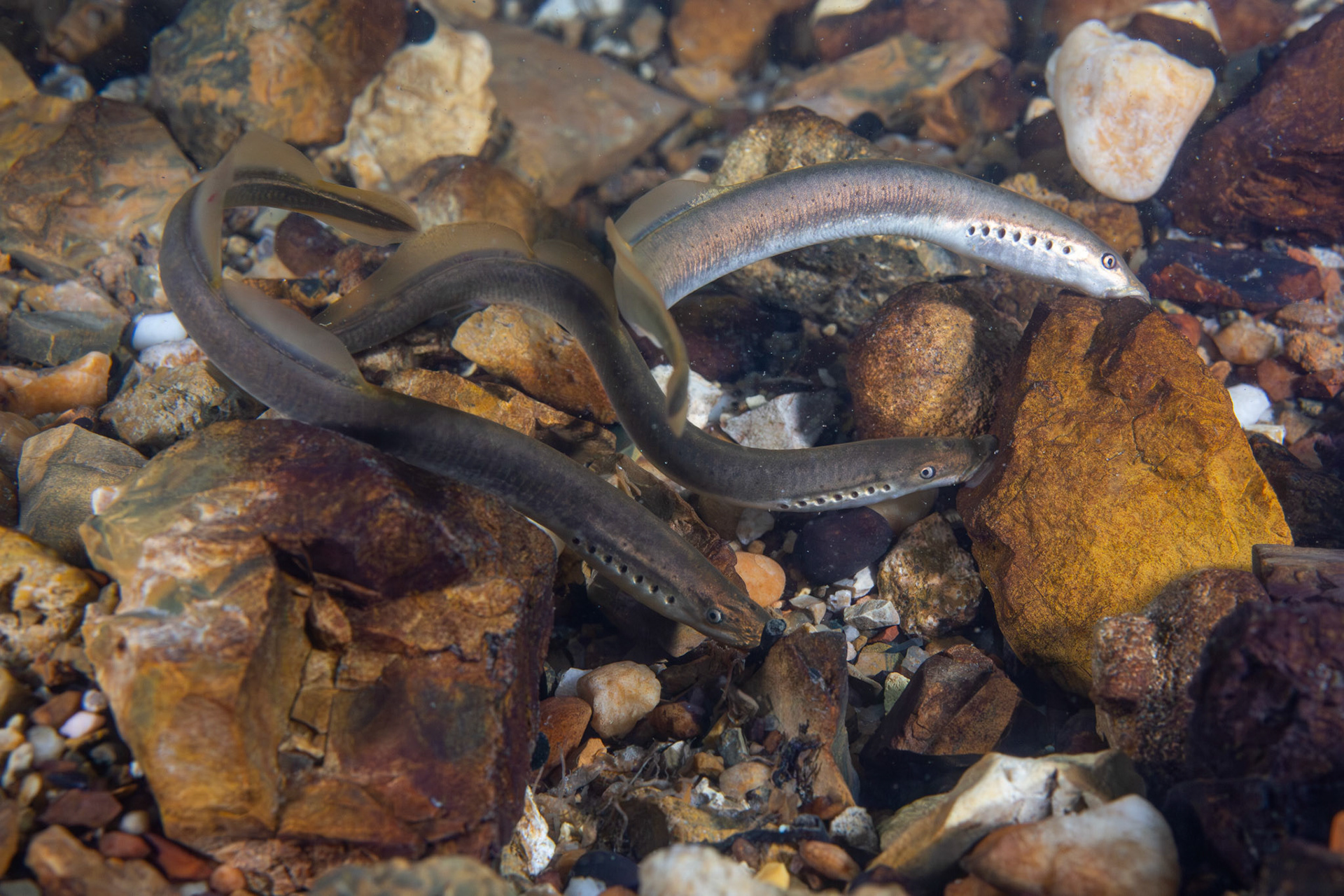 Least Brook Lamprey (Lampetra aepyptera)