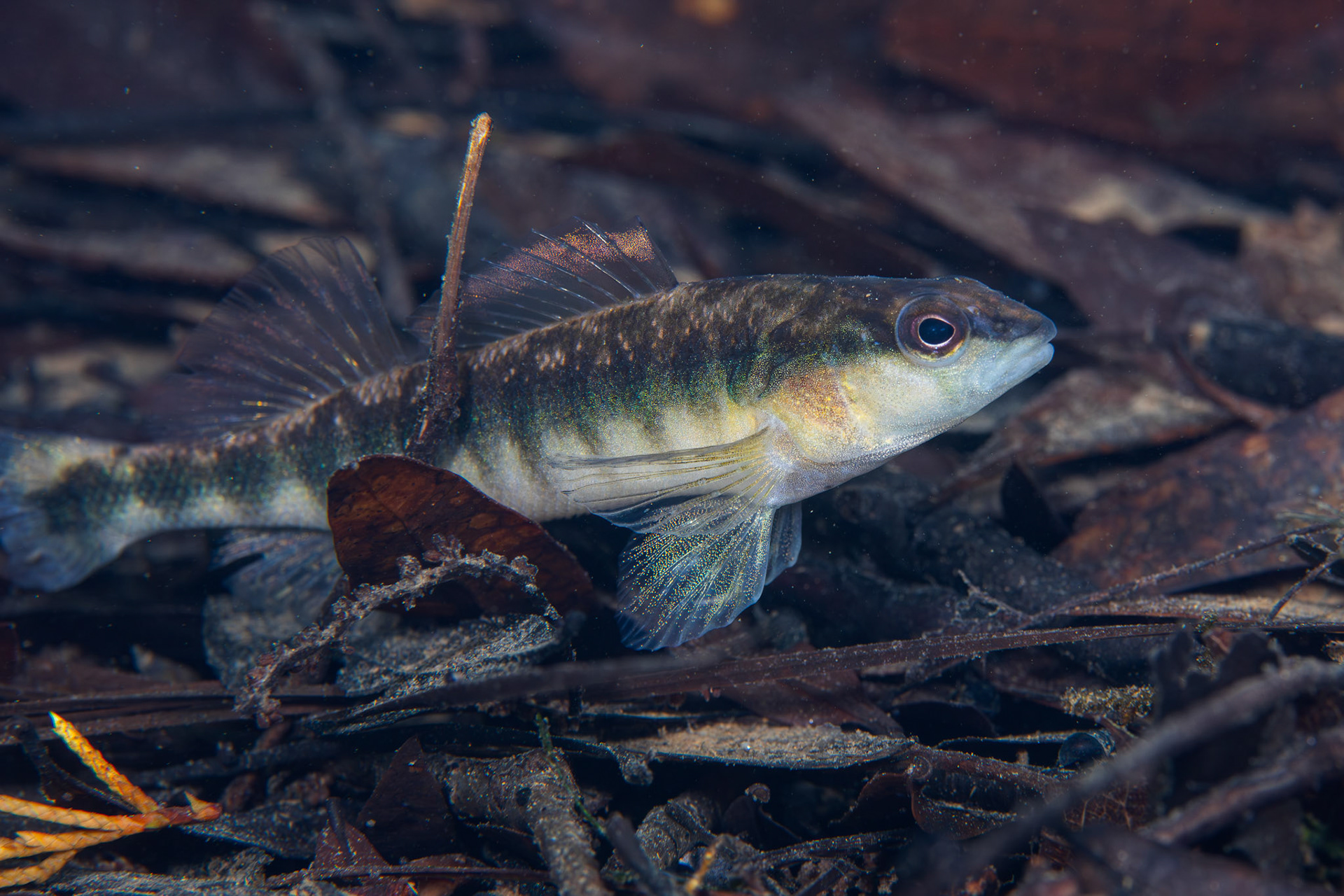 Blackbanded Darter