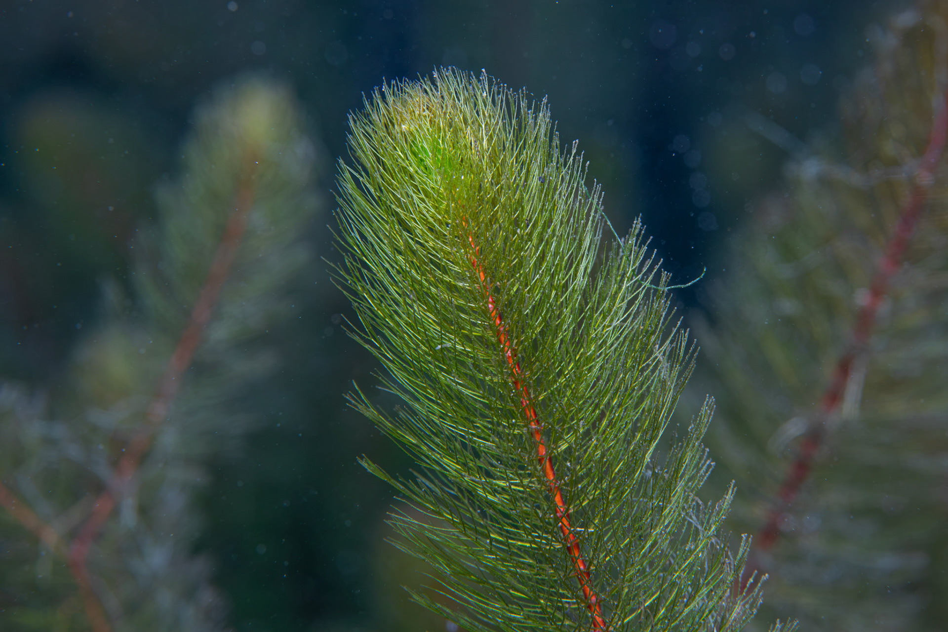 Milfoil