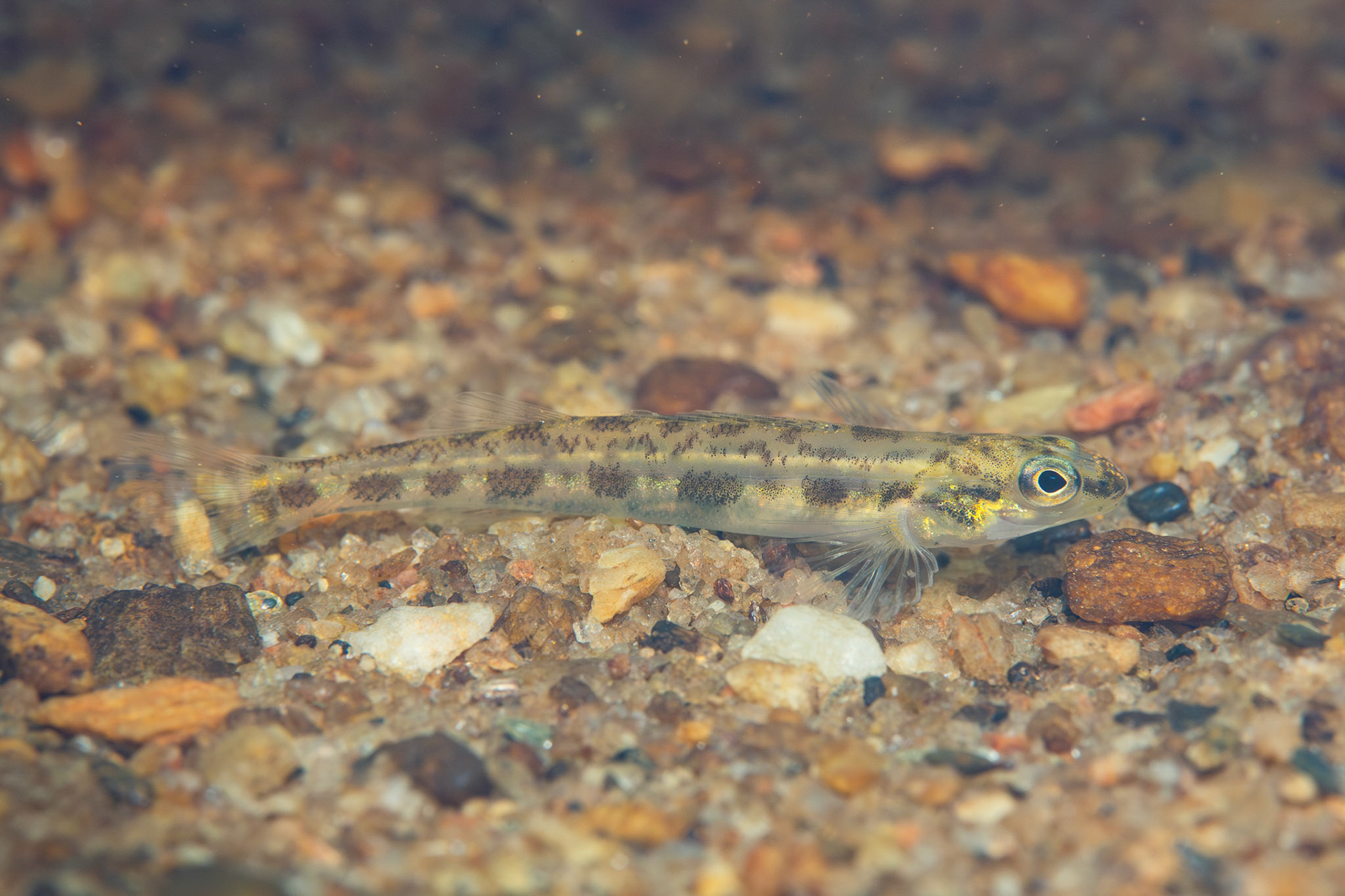 Muscadine Darter