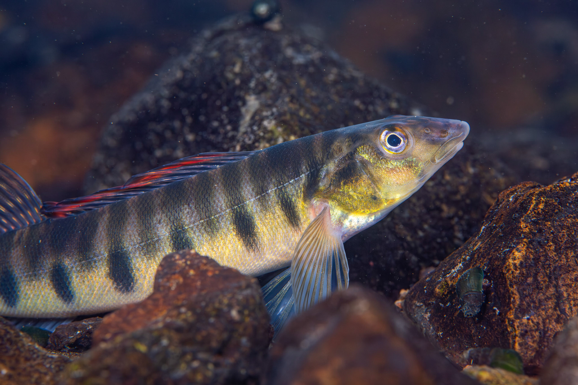 Mobile Logperch