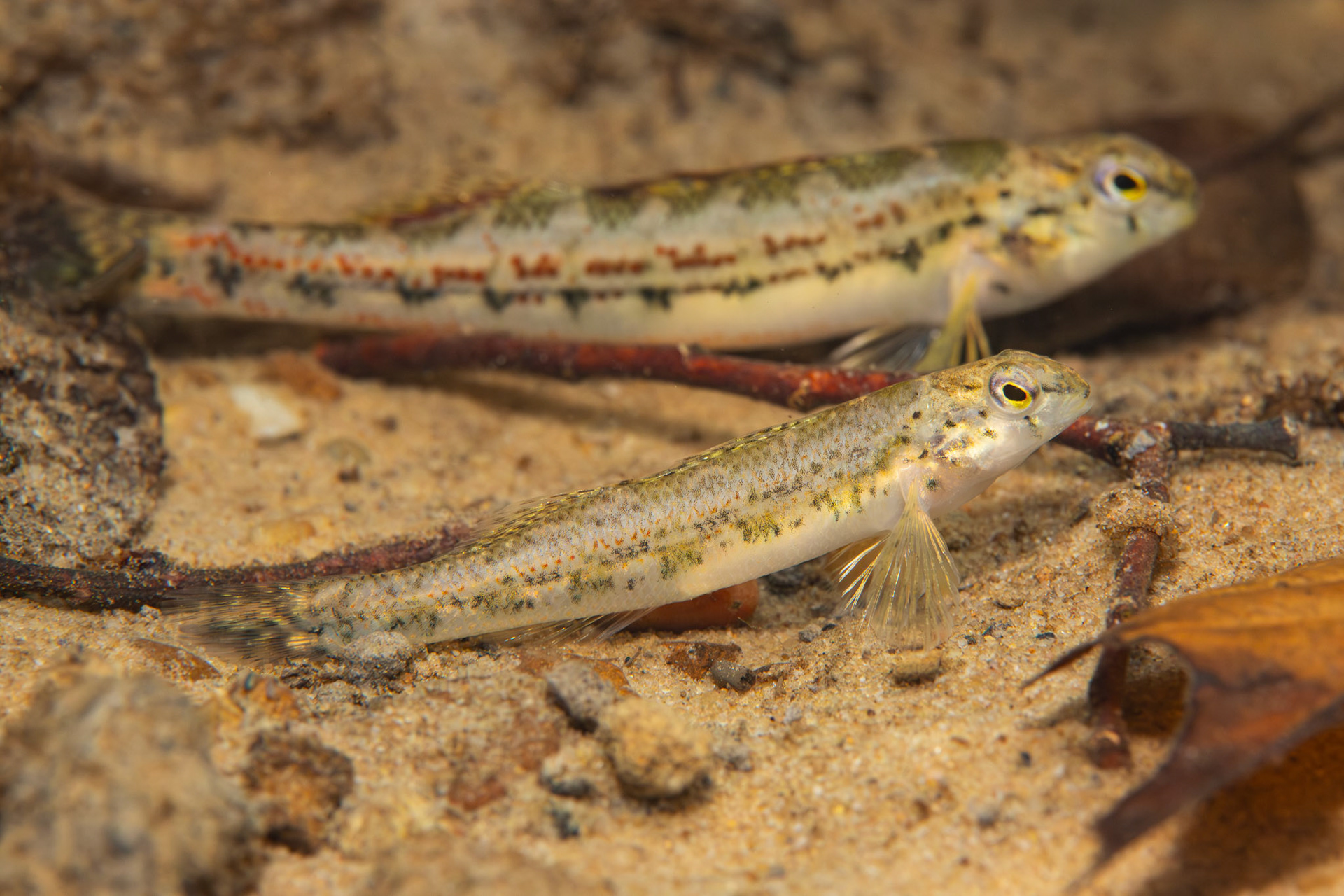 Sipsy Fork Darter