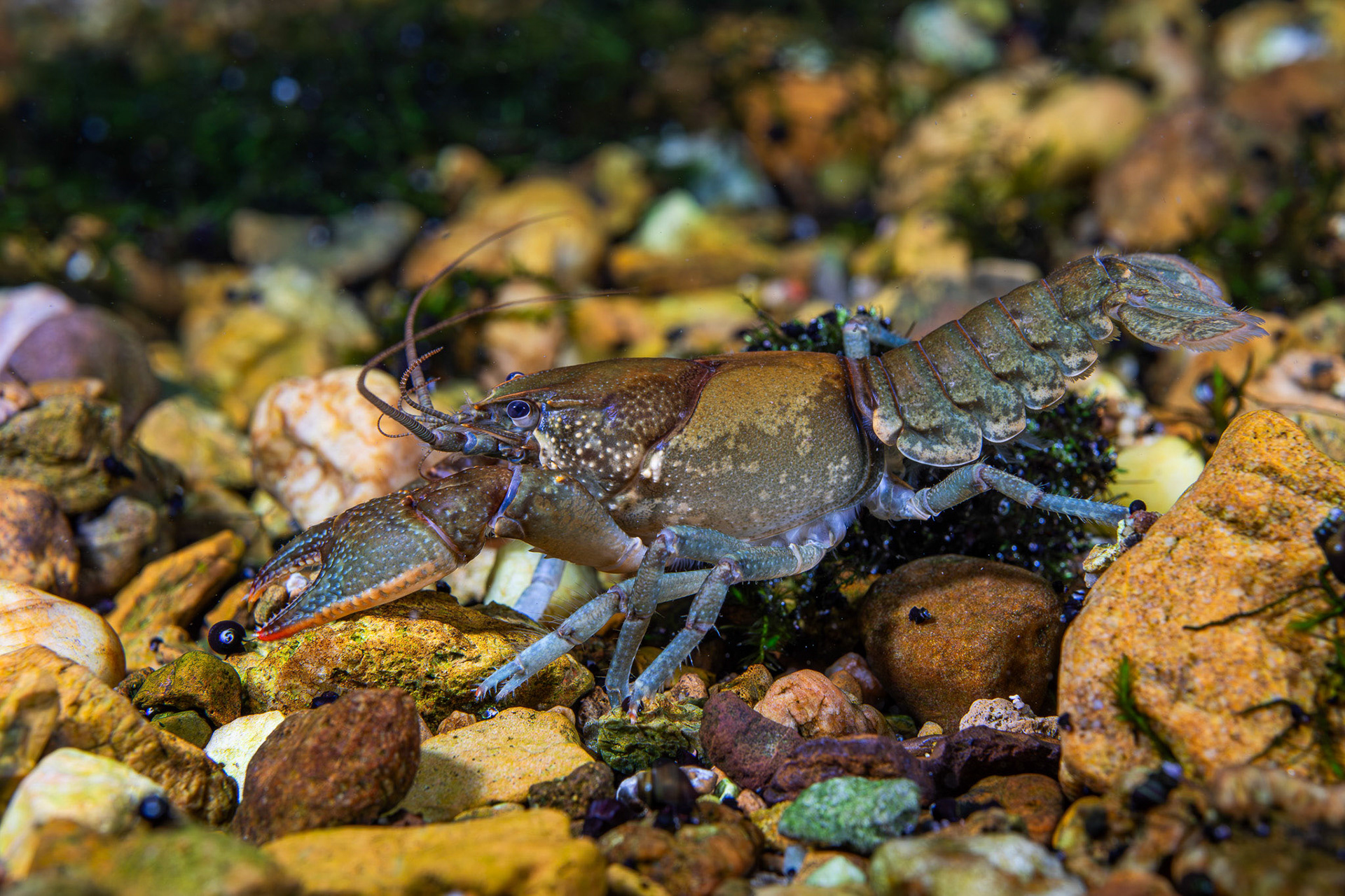 Cambarus sp.