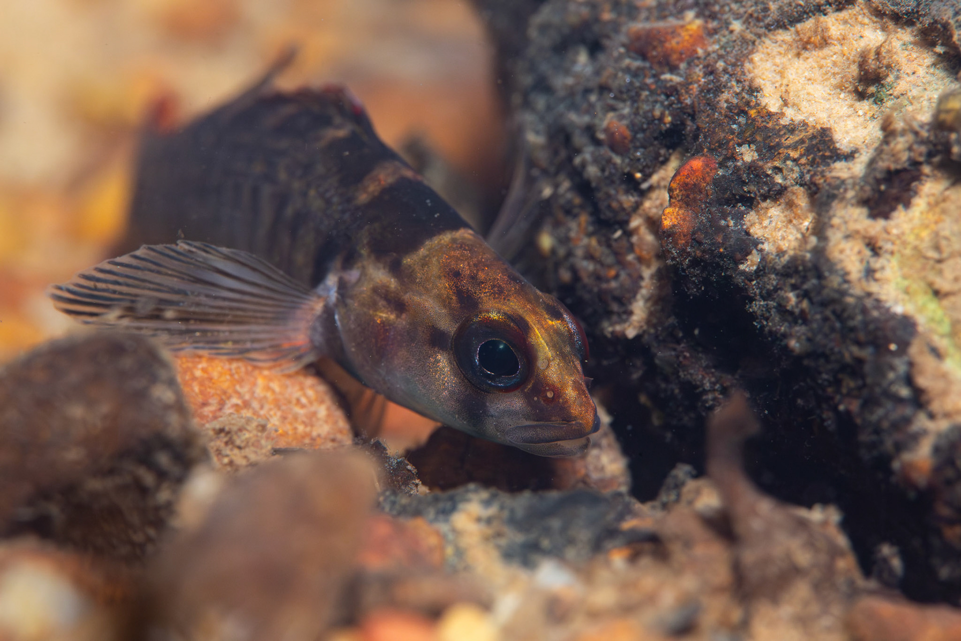 Tuskaloosa Darter