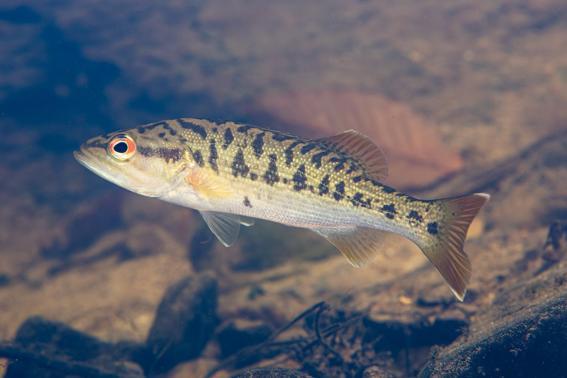 Coosa Bass