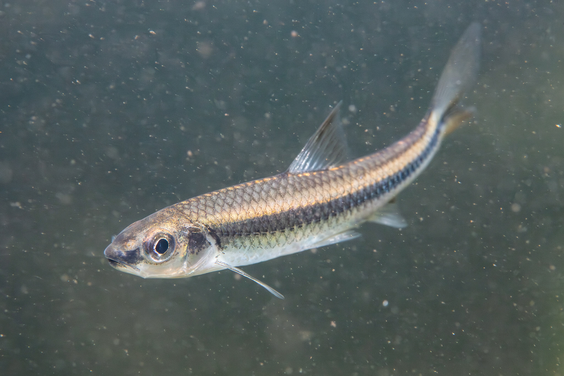 Weed shiner (Alburnops texanus)