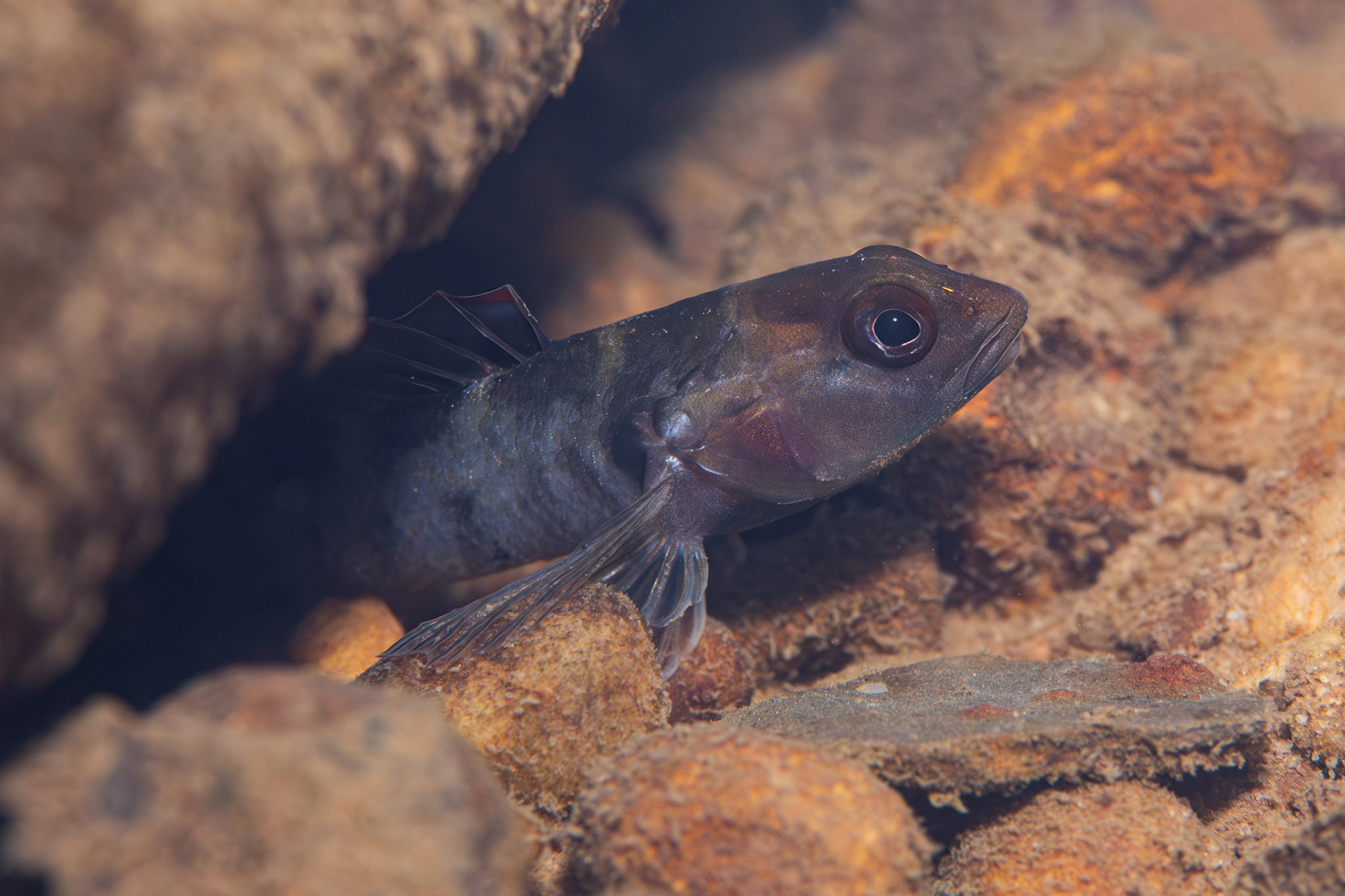 Tuskaloosa Darter