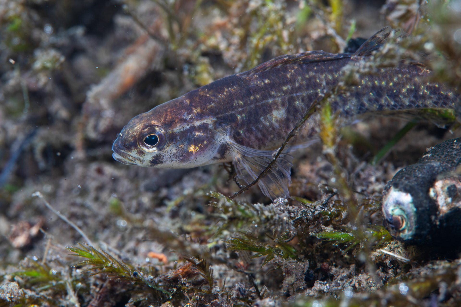 Watercress Darter (Etheostoma nuchale)