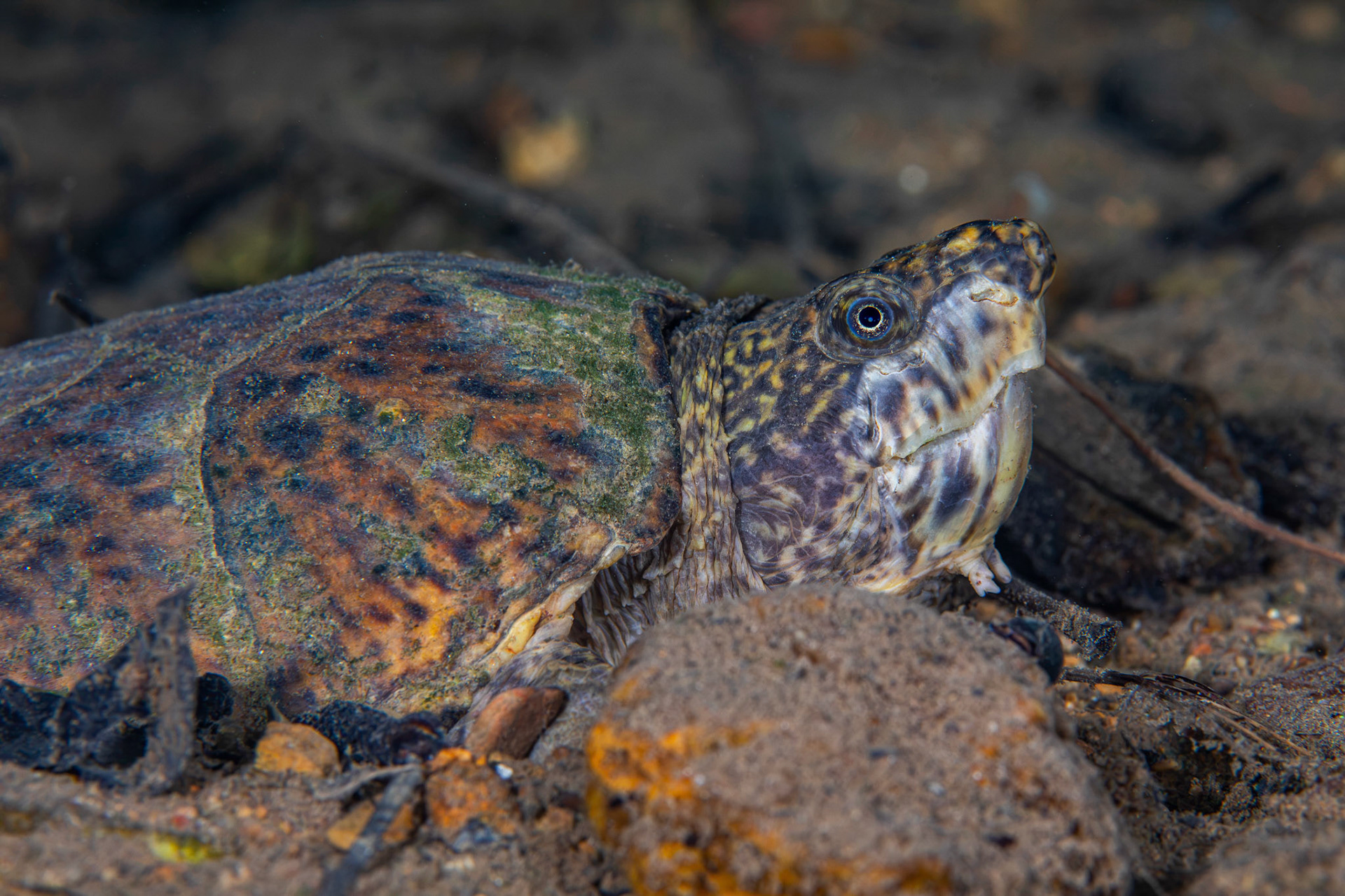 Stripe-necked Musk Turtle