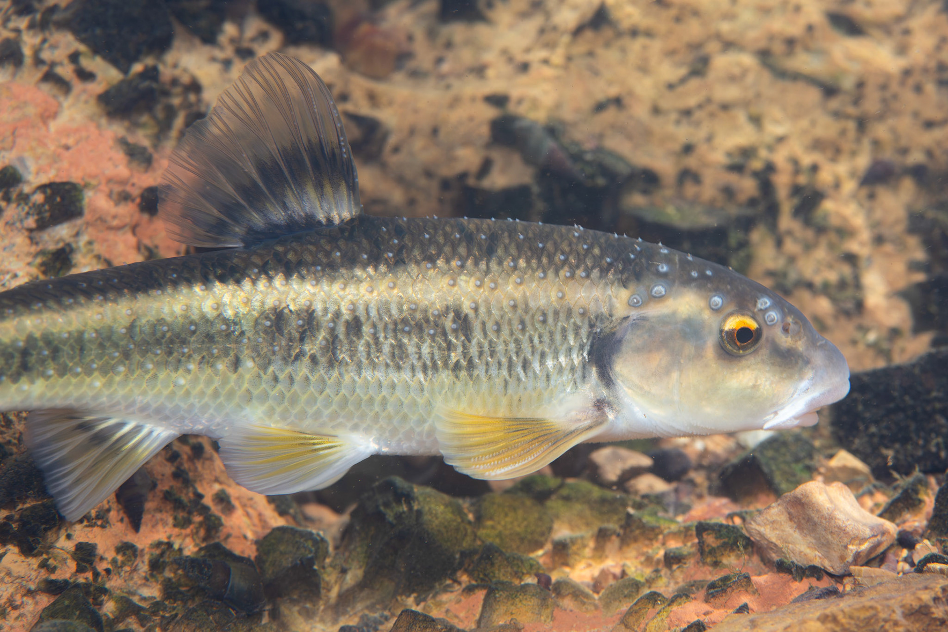 Largescale Stoneroller (Campostoma oligolepis)