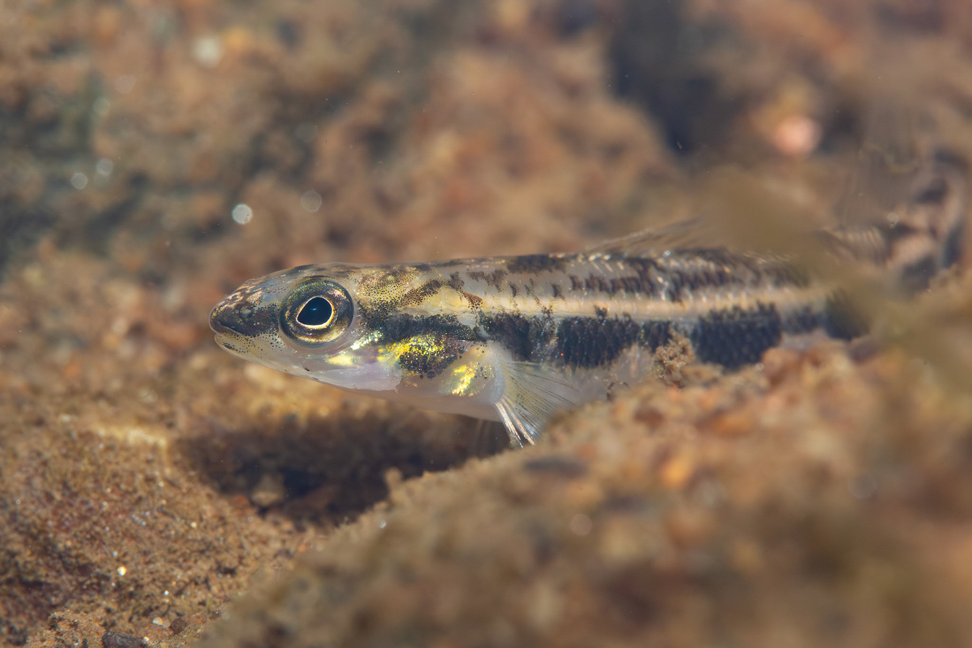 Muscadine Darter