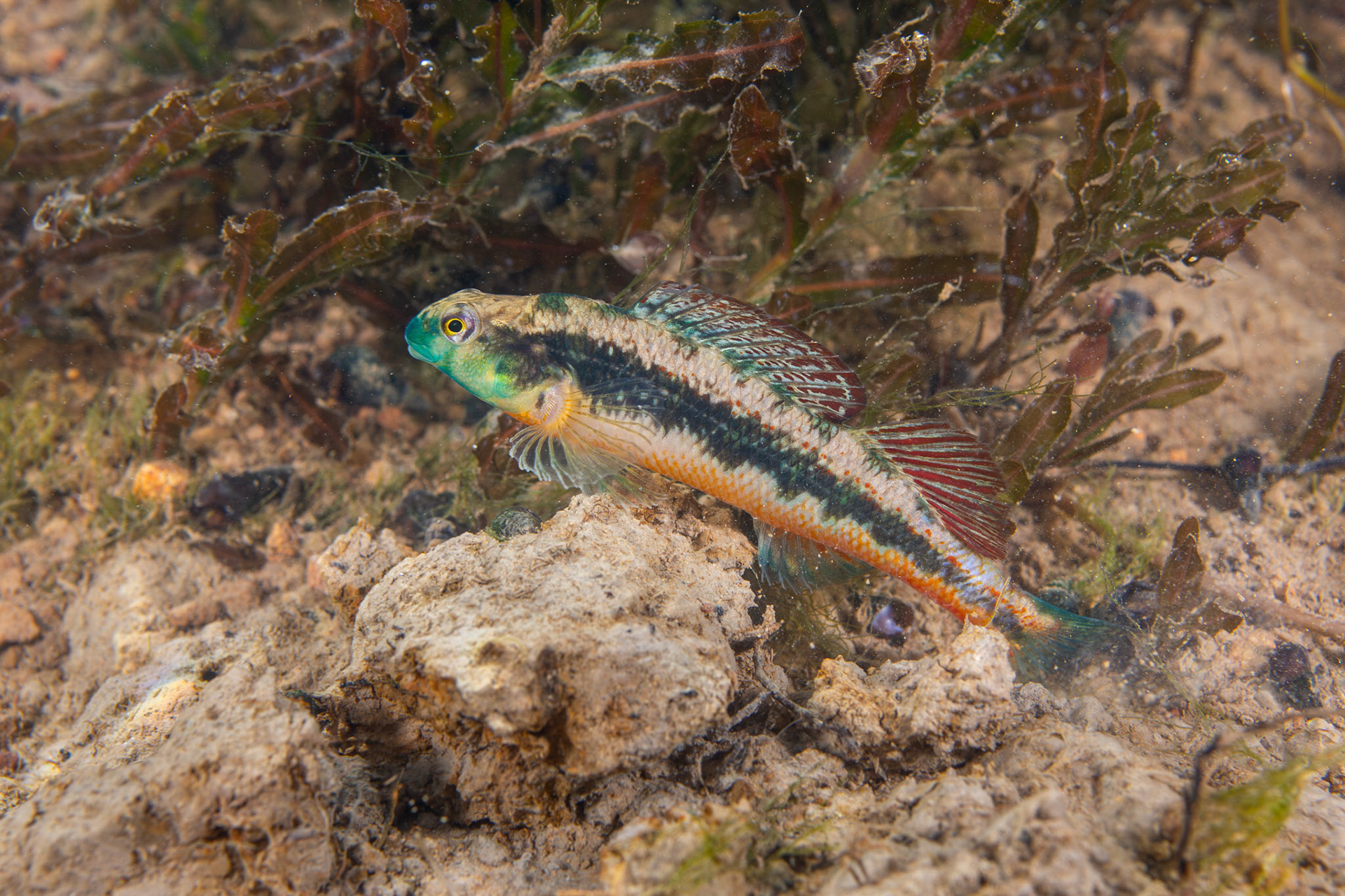Blacksided Snubnose Darter