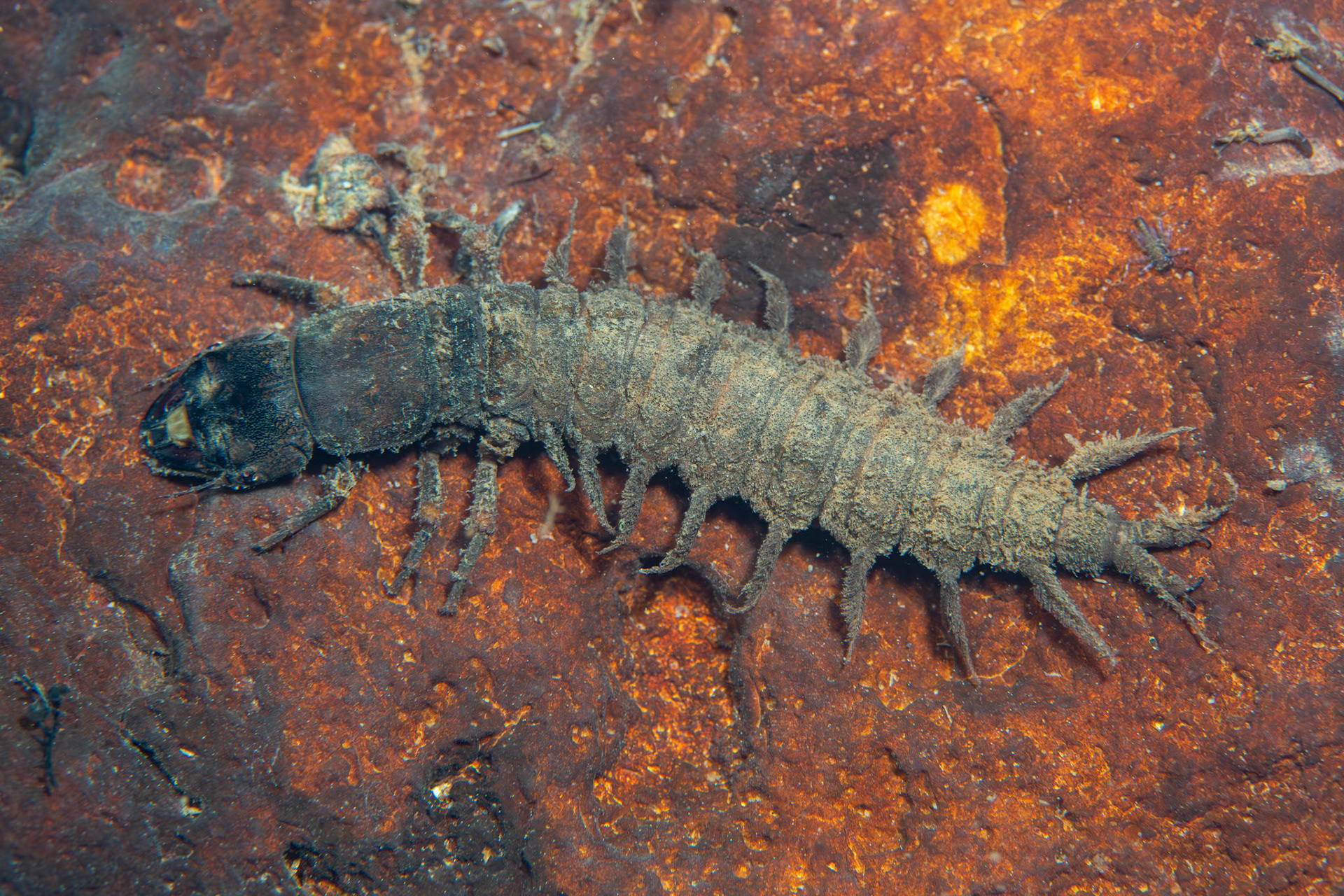 Hellgrammite