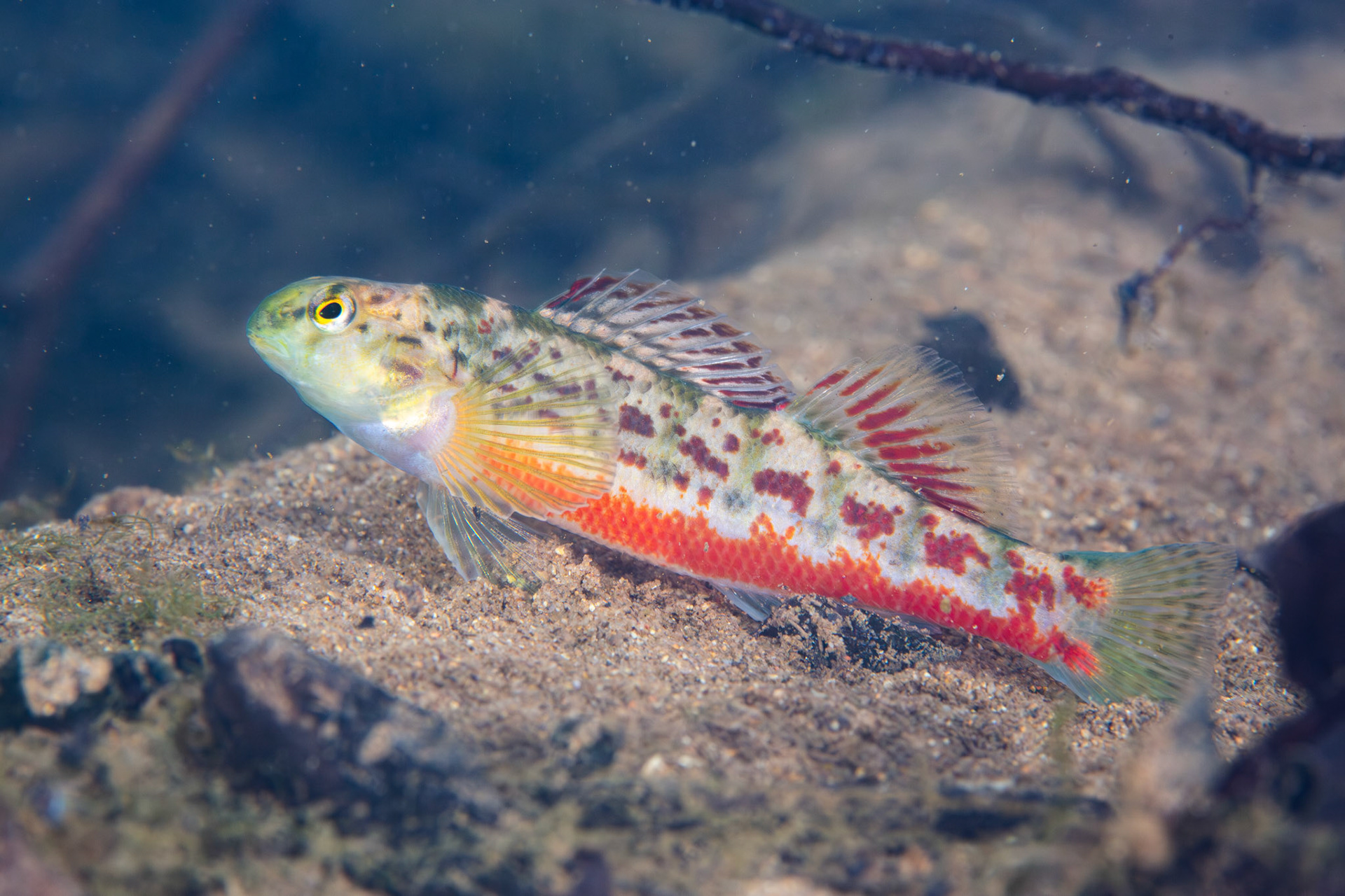 Vermilion darter (Etheostoma chermocki)