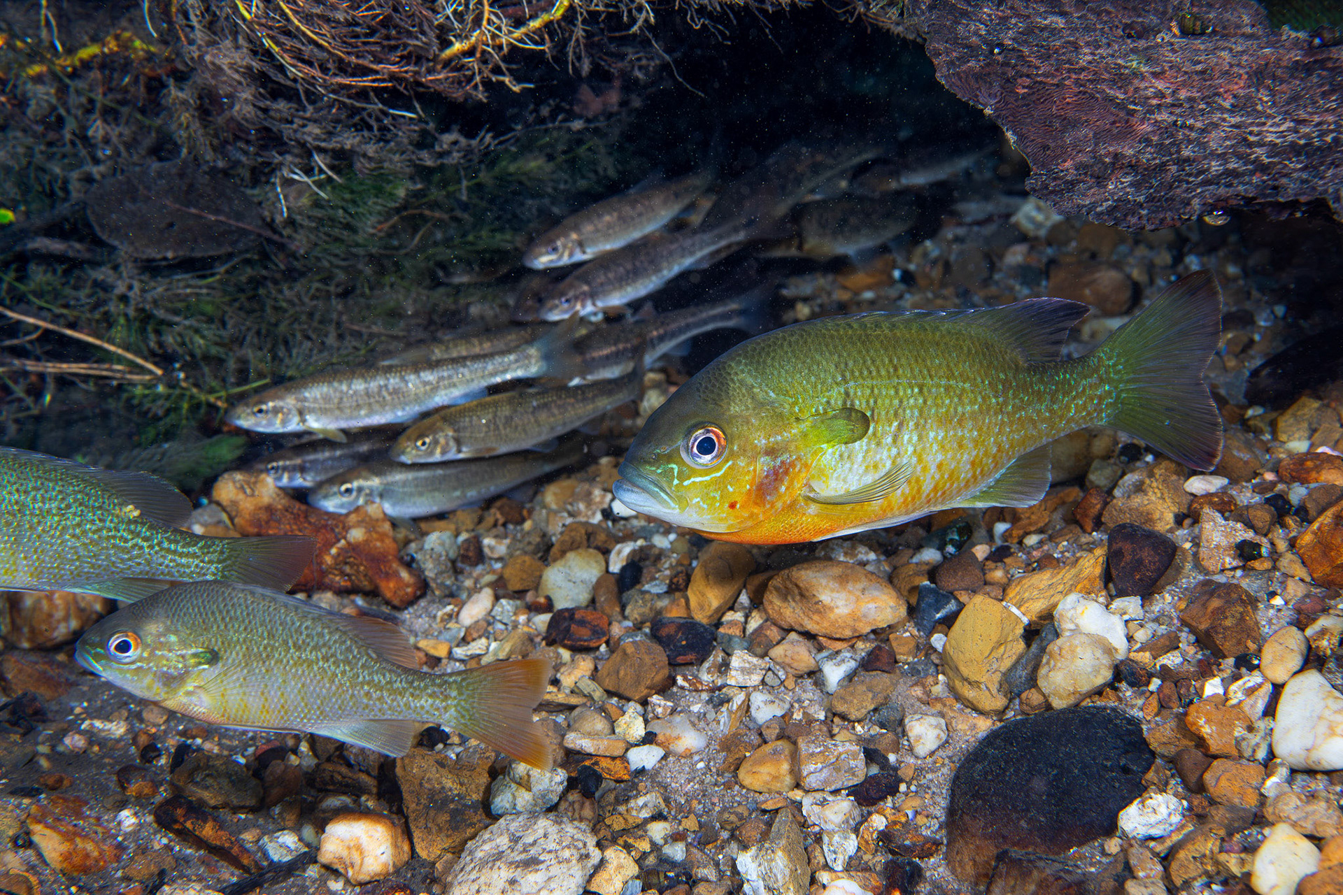 Redbreast Sunfish