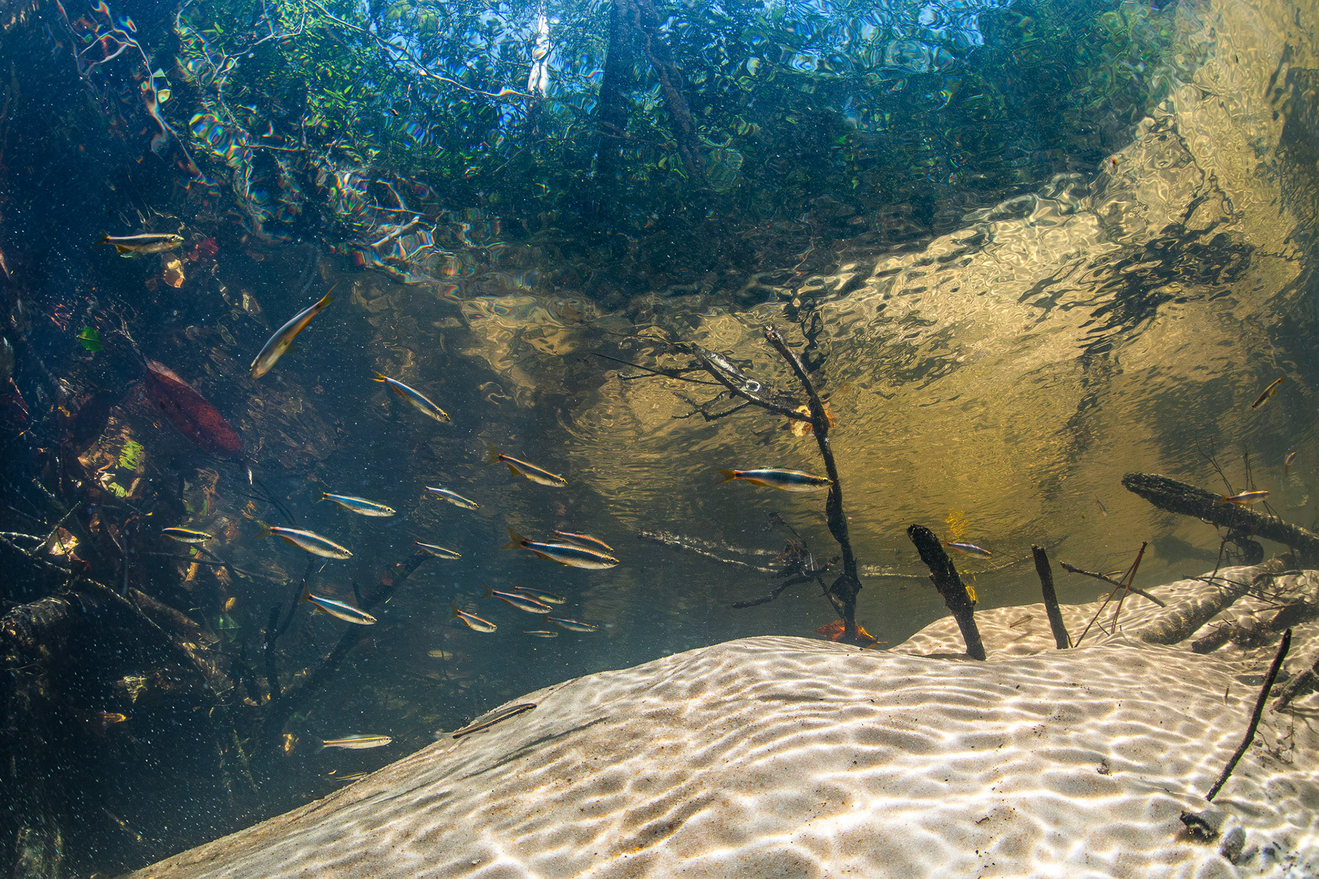 Orangetail Shiners
