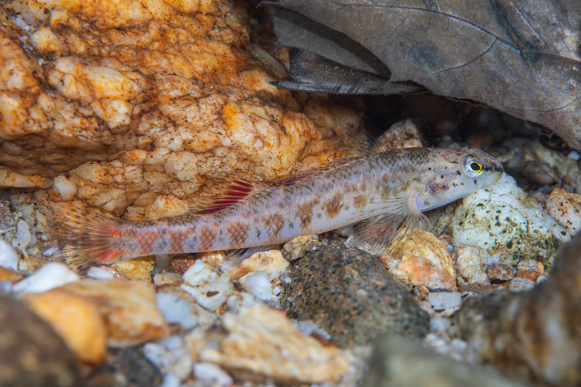 Tallapoosa Darter