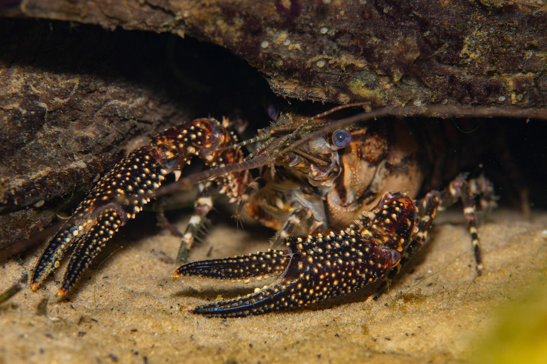 White-tubercled Crayfish
