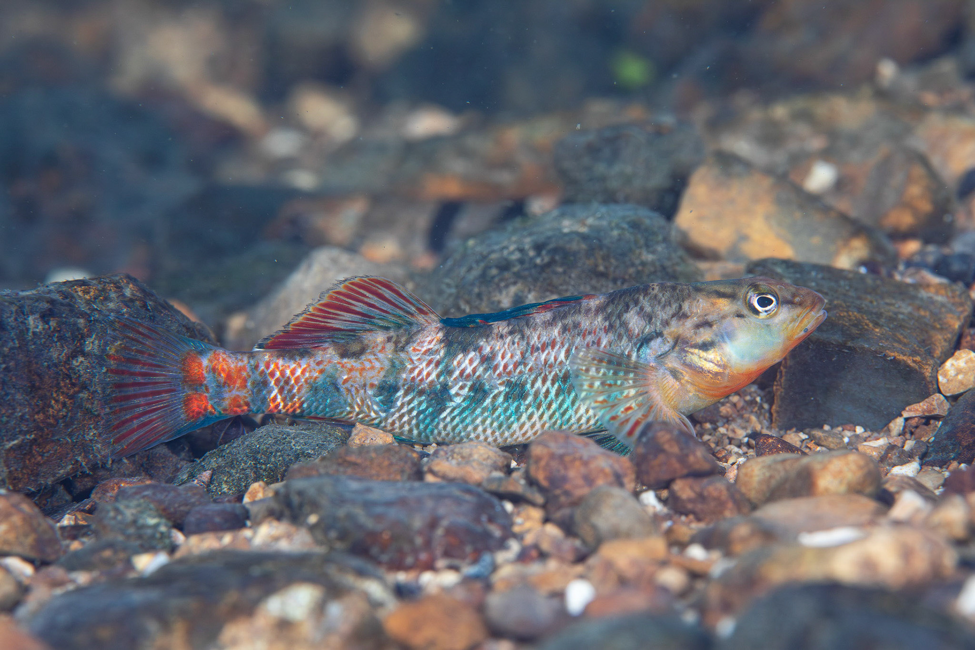 Rainbow Darter