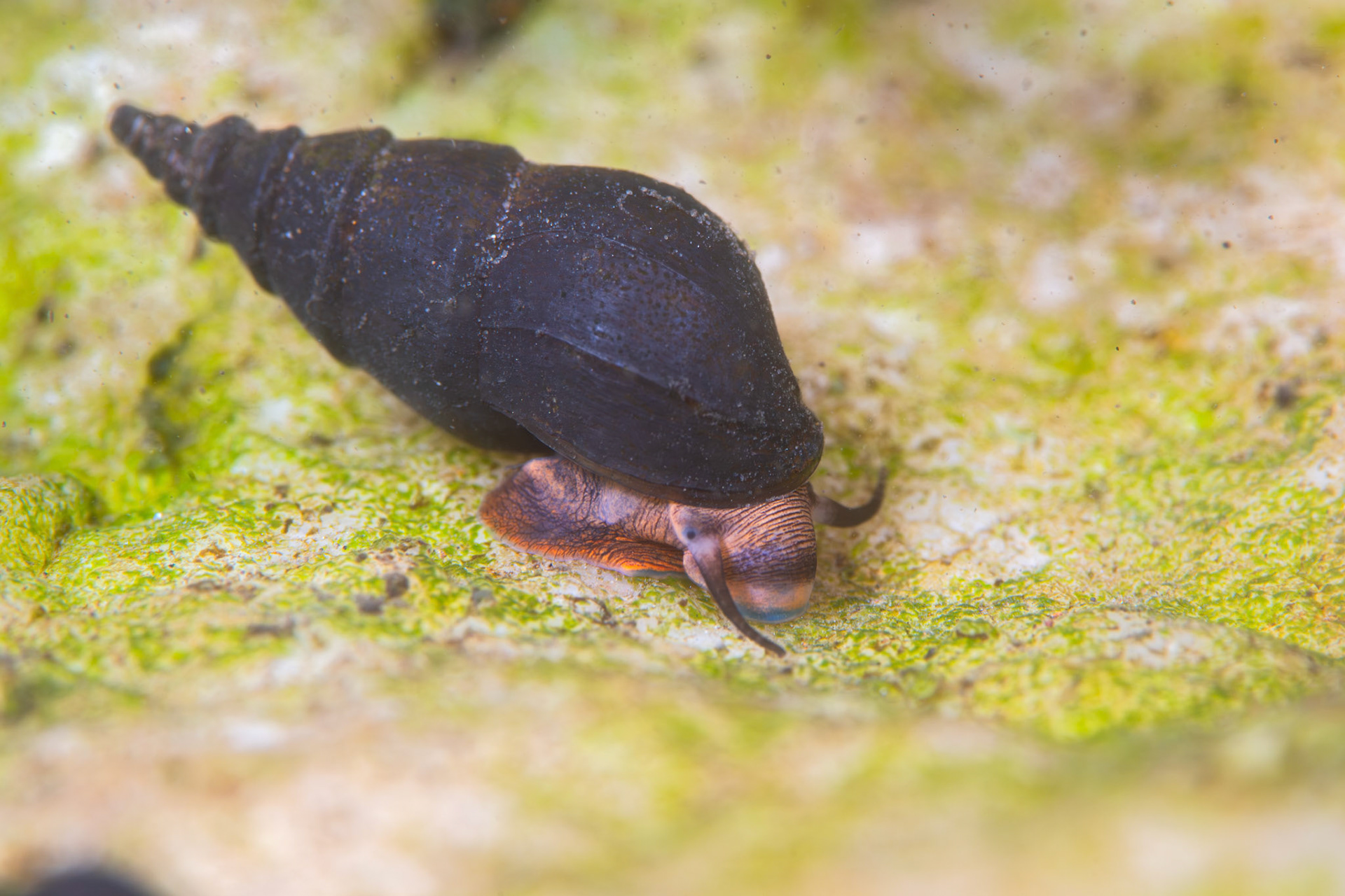 Elimia sp.