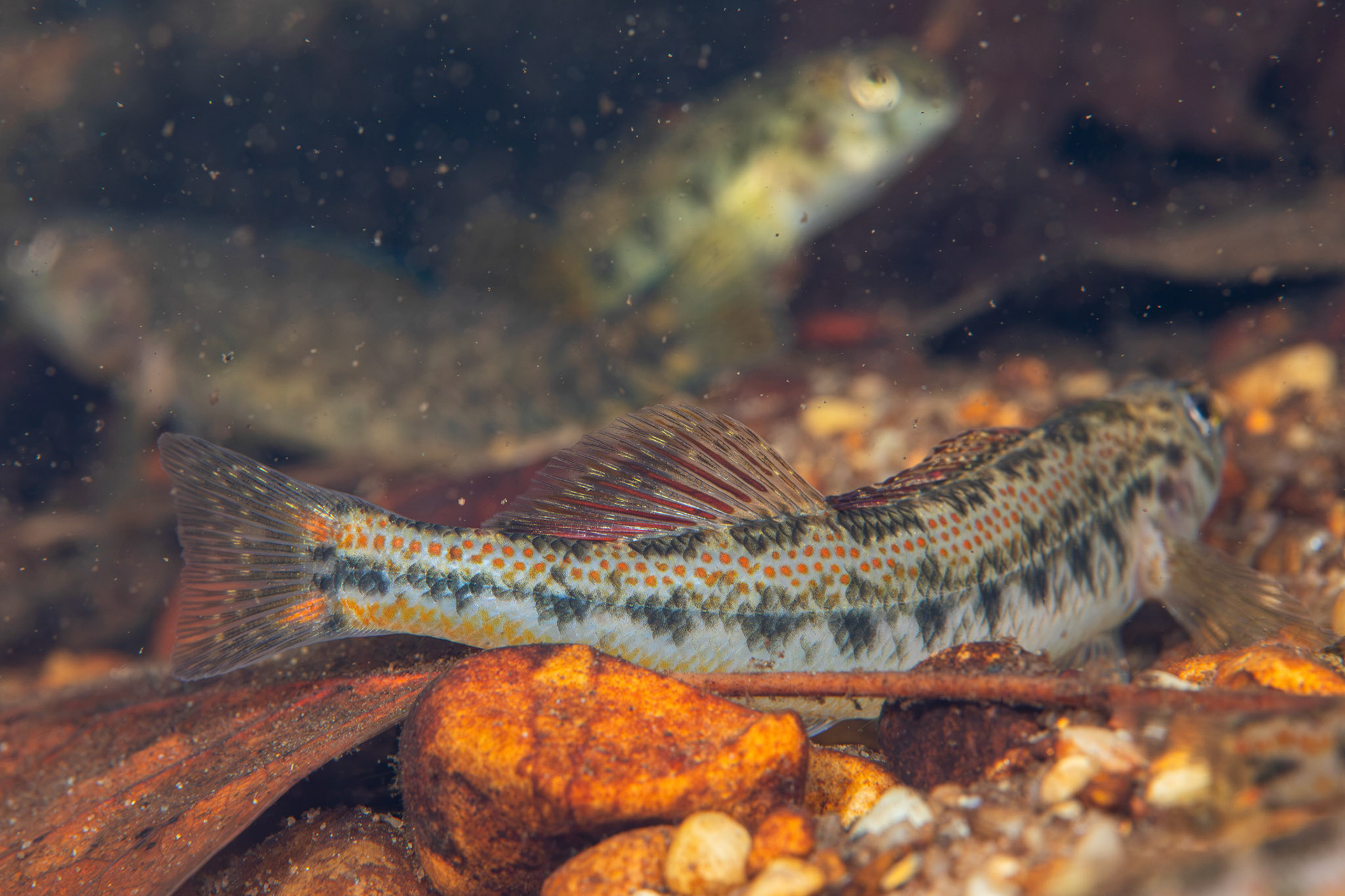Tennessee Snubnose Darter