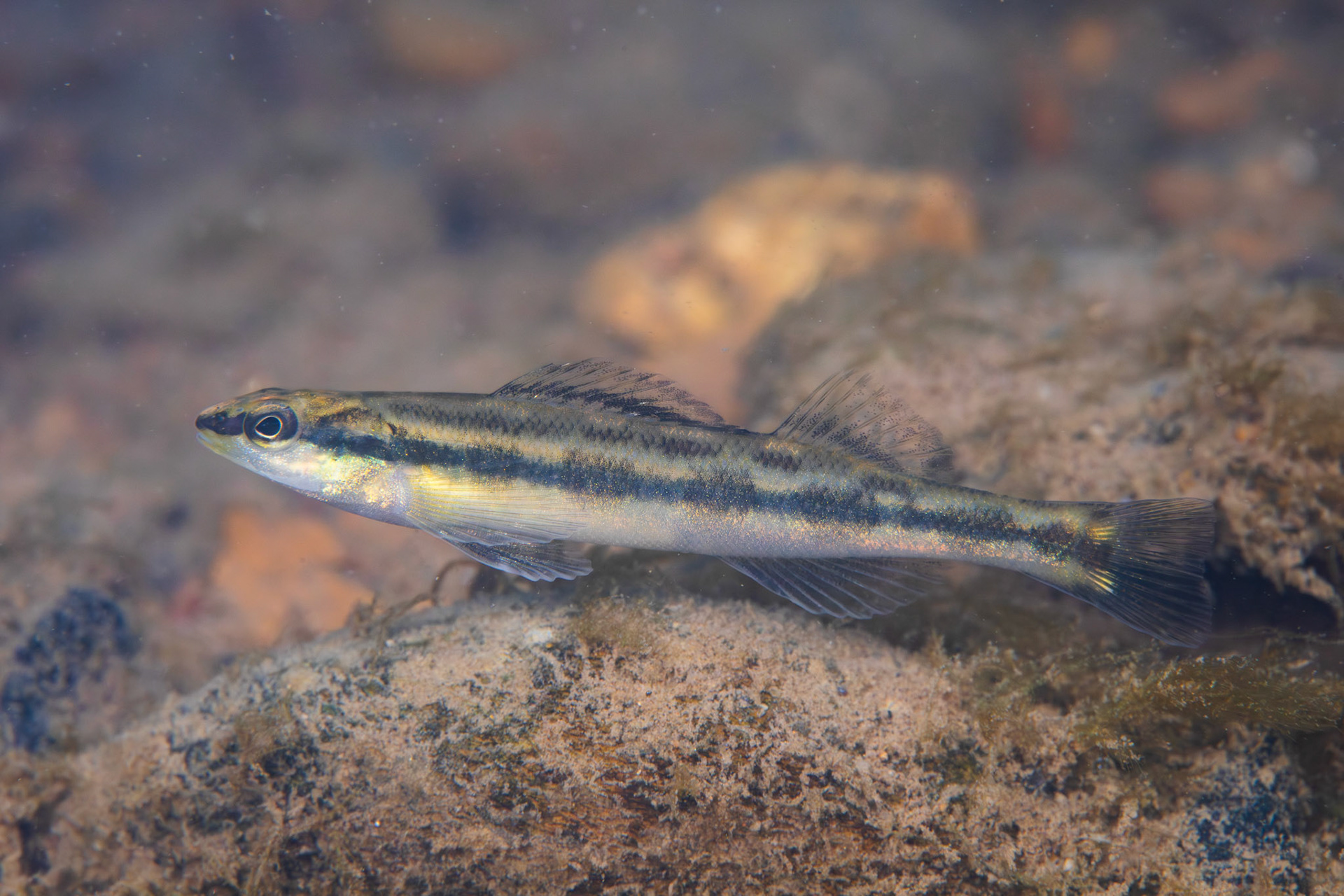 Goldline Darter