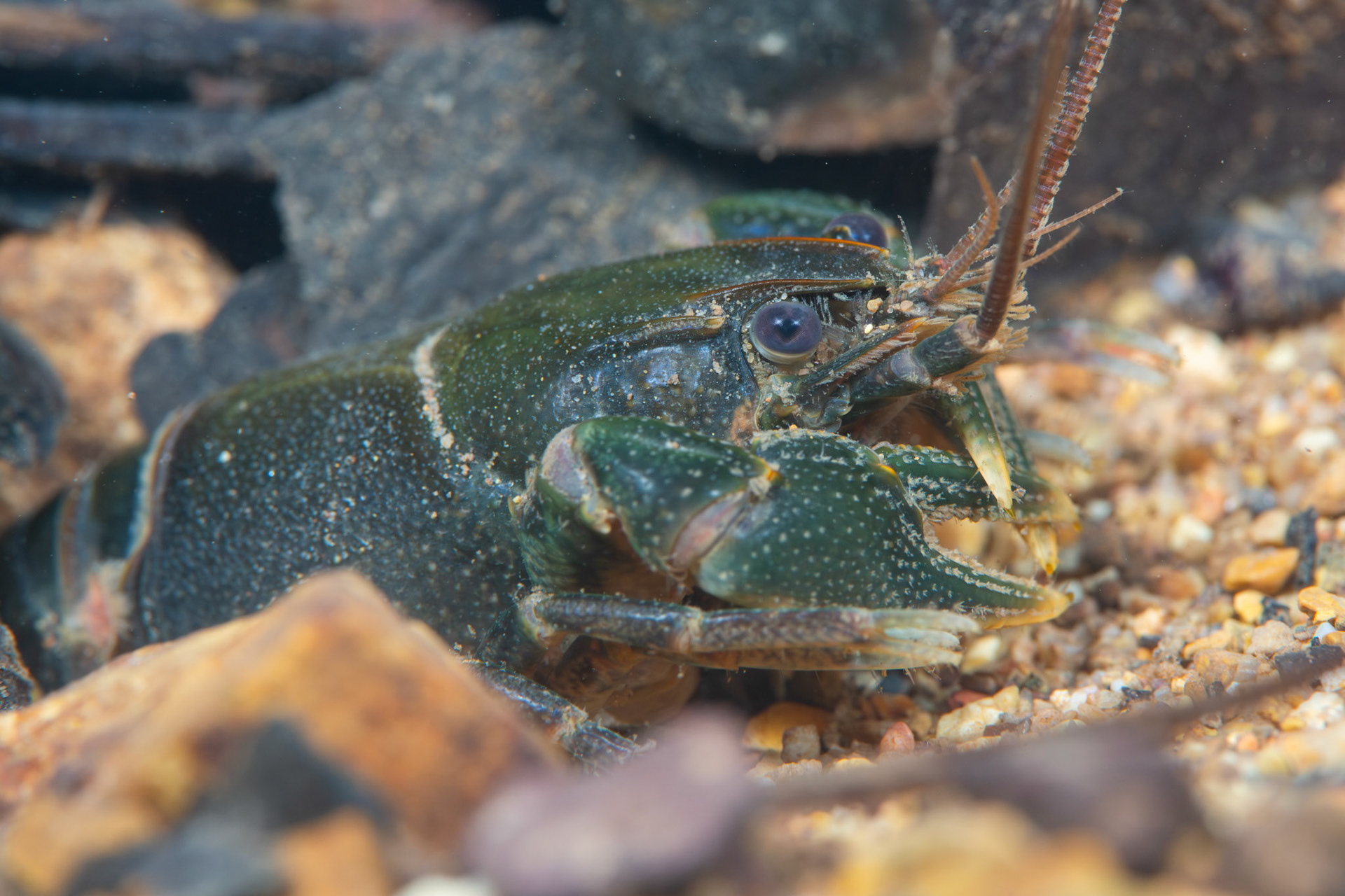 Crayfish (Cambarus sp.)