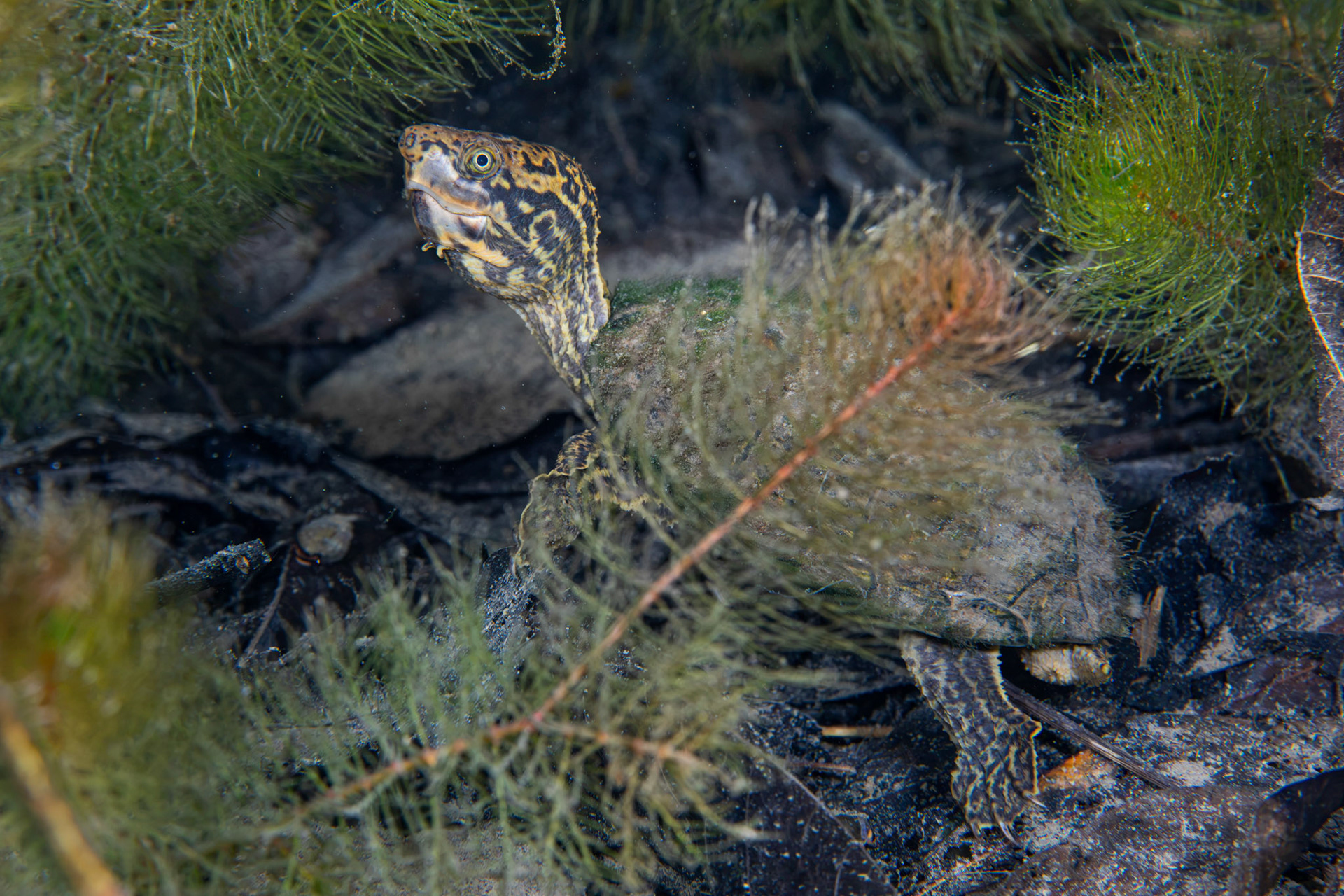 Stripe-necked Musk Turtle