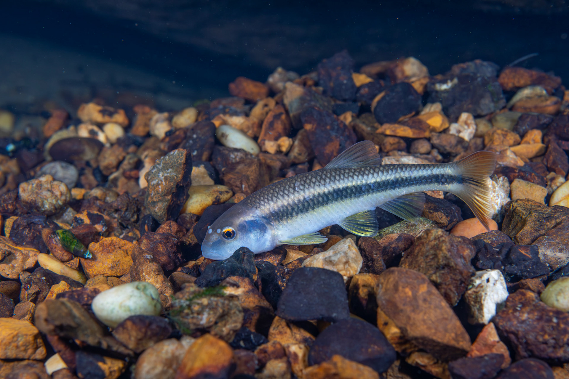 Bluehead Chub