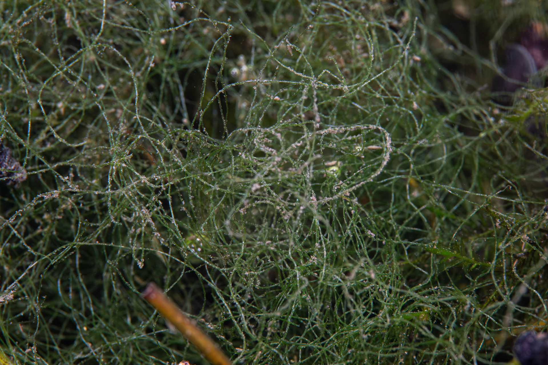 Green Algae