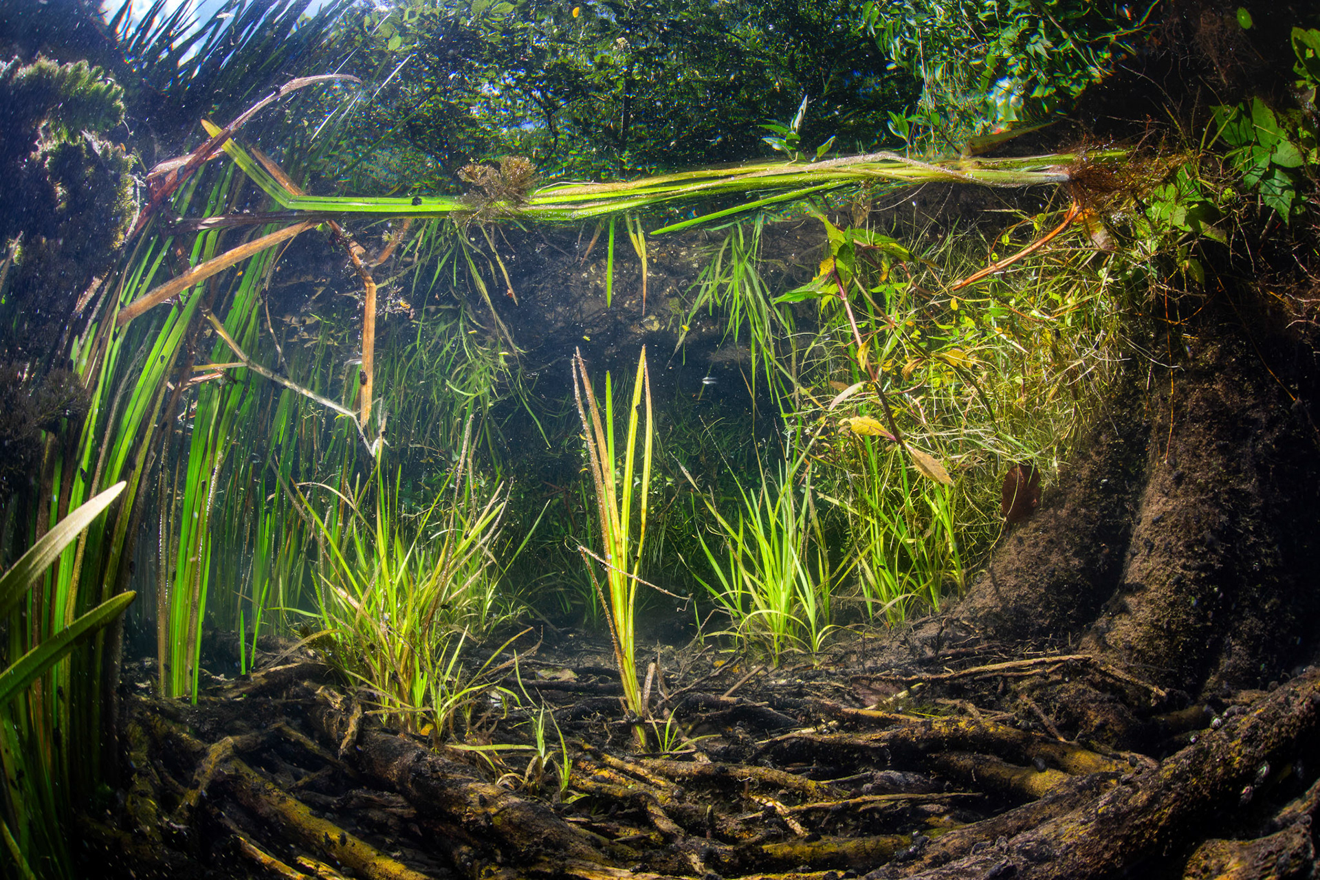 Aquatic Vegetation