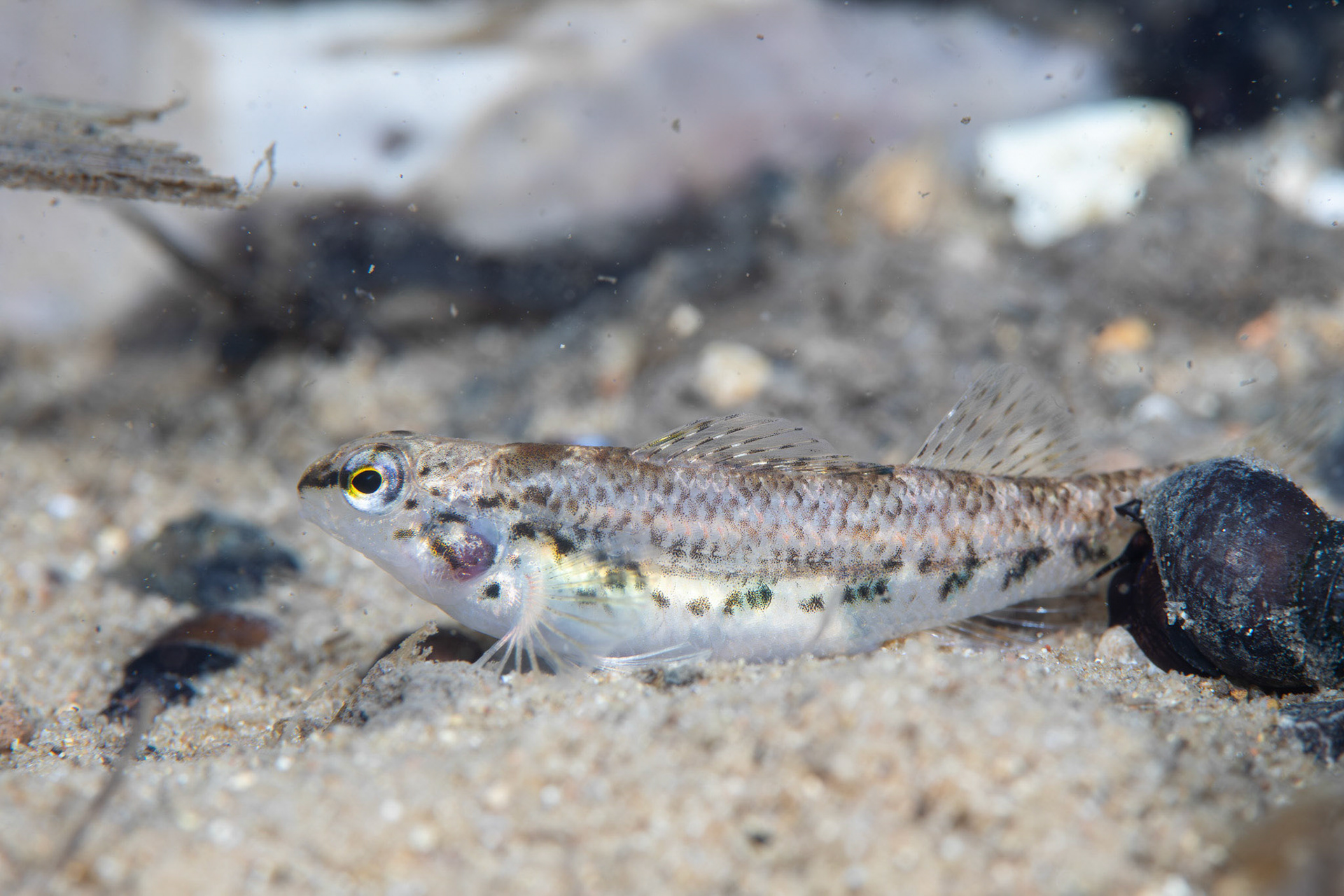 Vermillion Darter (Etheostoma chermocki)