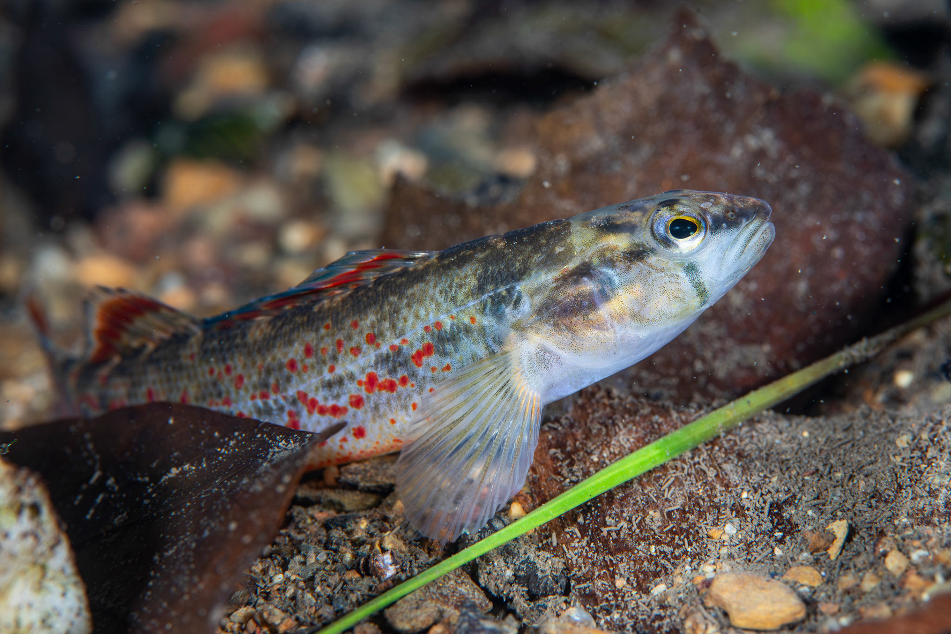 Redspot Darter