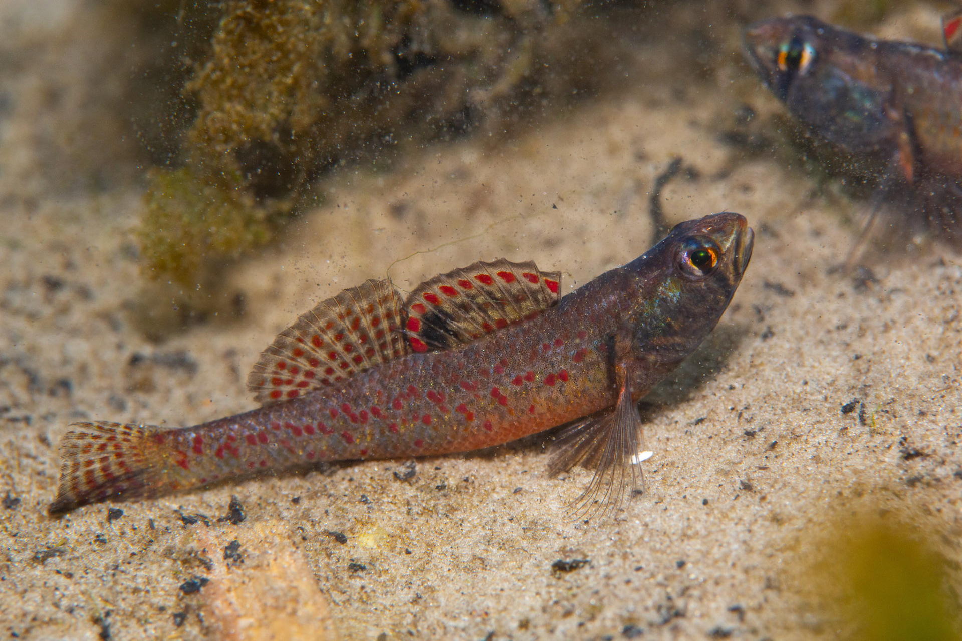 Brown Darter