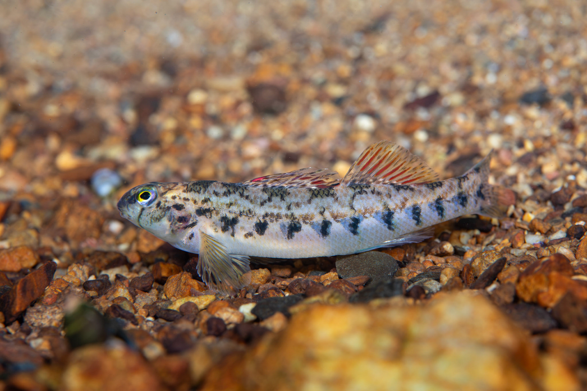 Coosa Darter