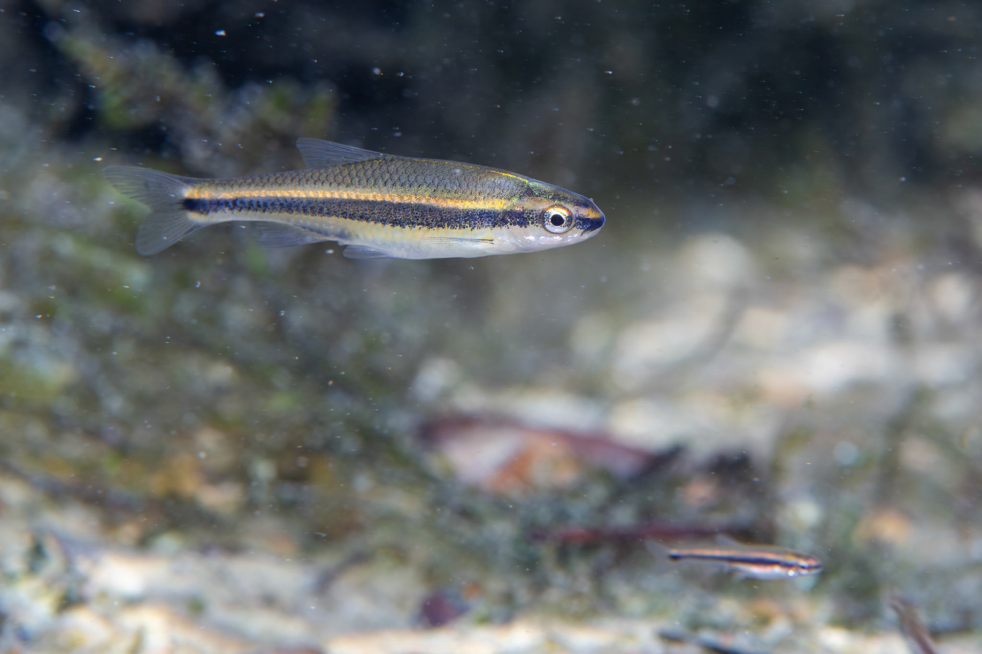Redeye Chub